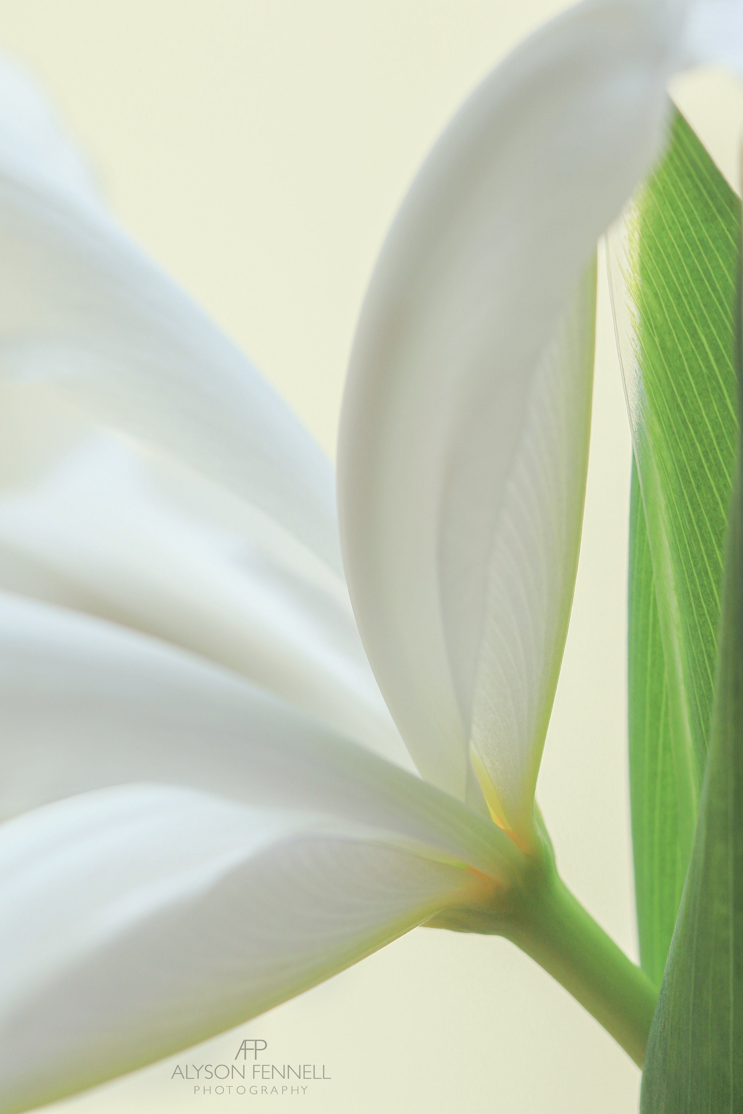 White Iris Flower Closeup