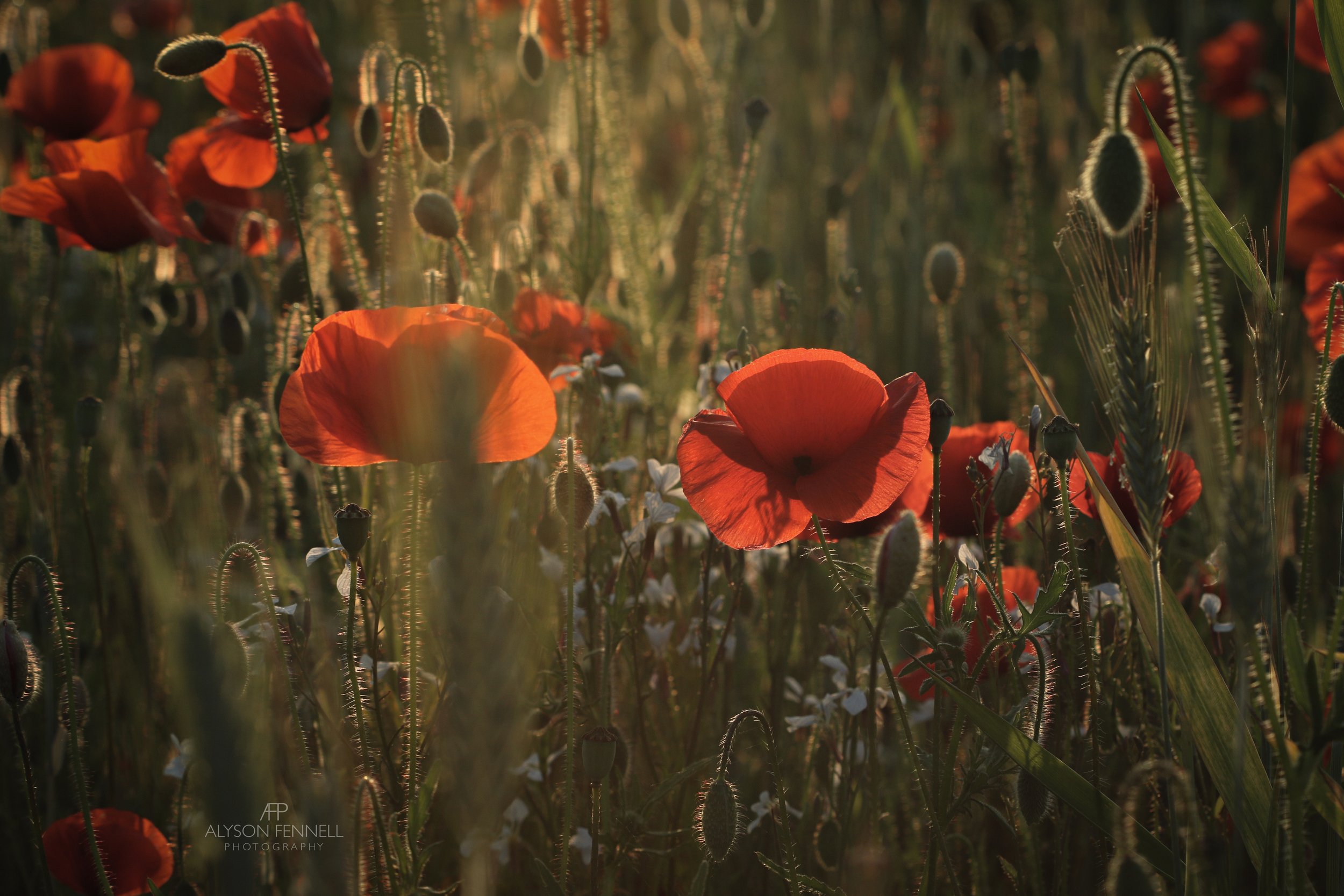 Poppy Field Evening Sun