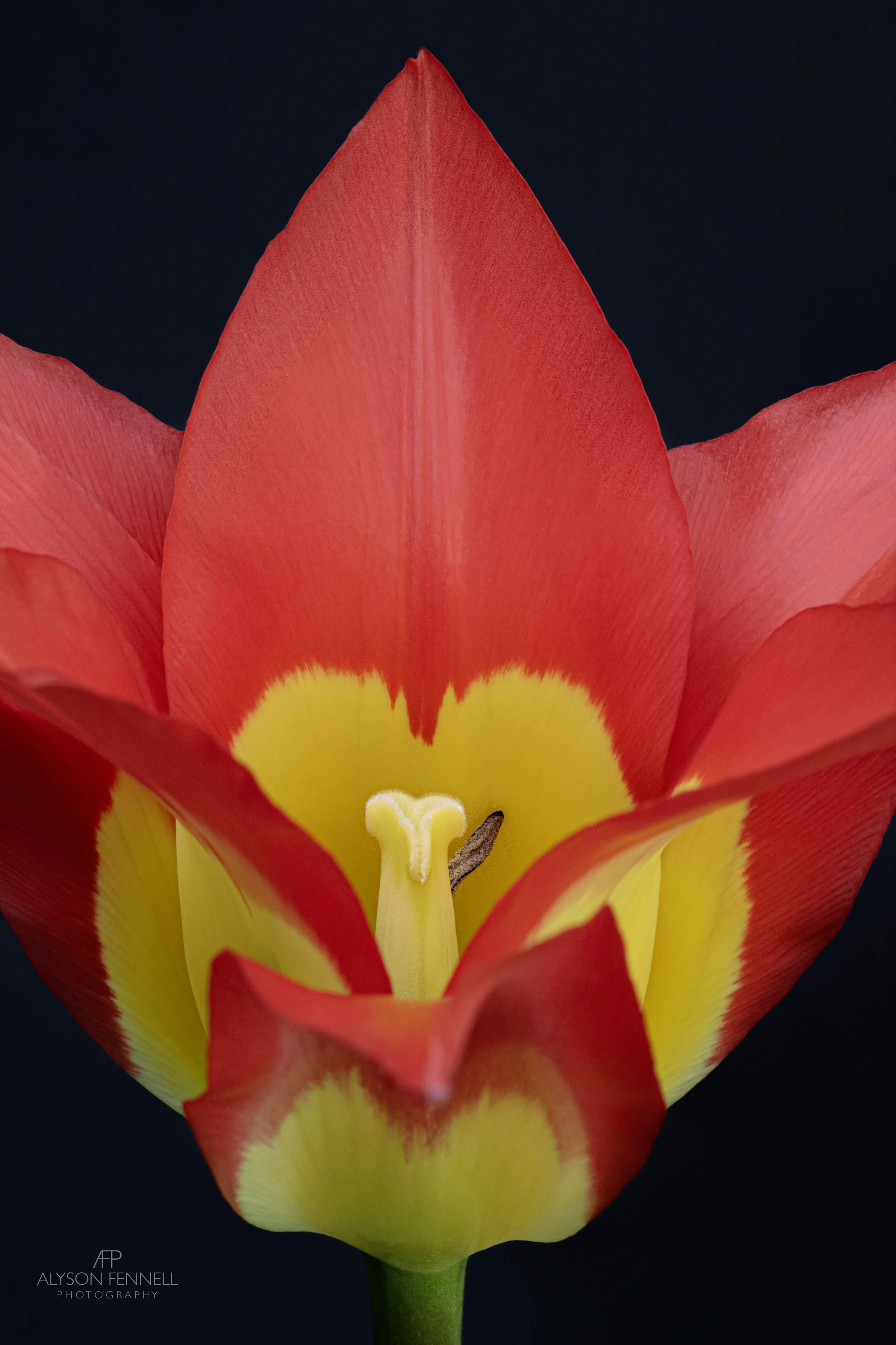 Tulip "Flames Mystery"