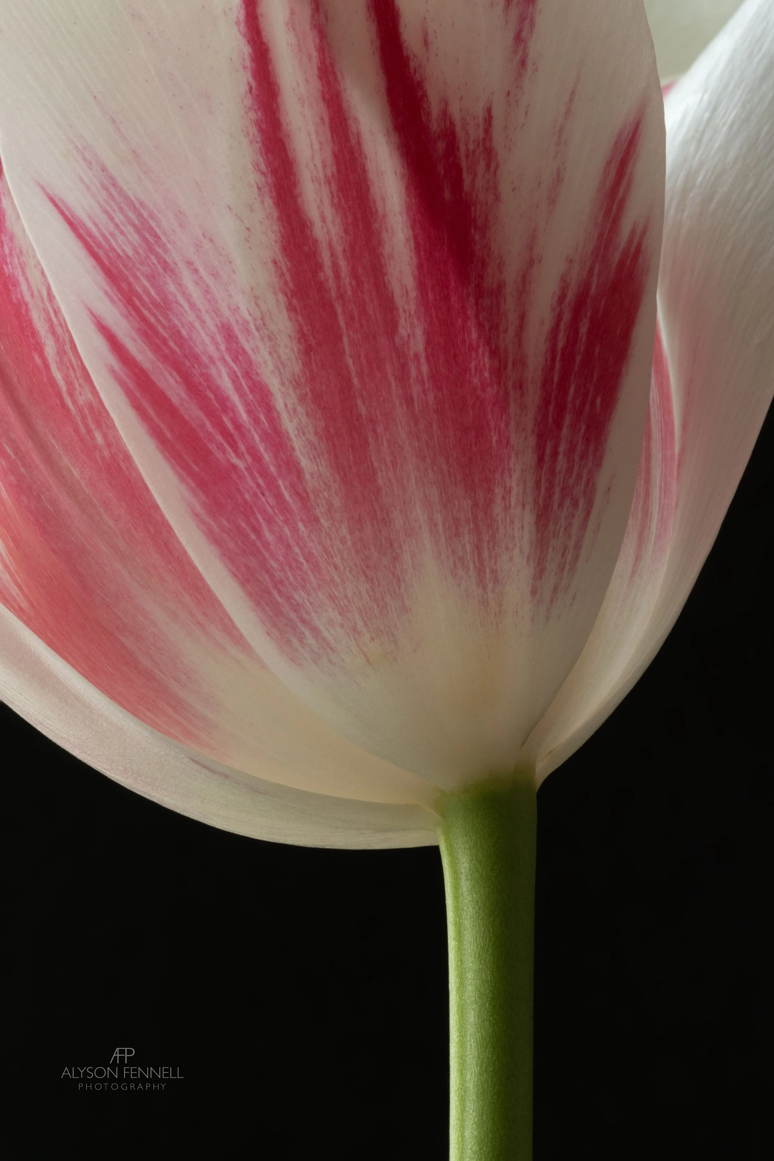 Tulip "Marilyn" ii