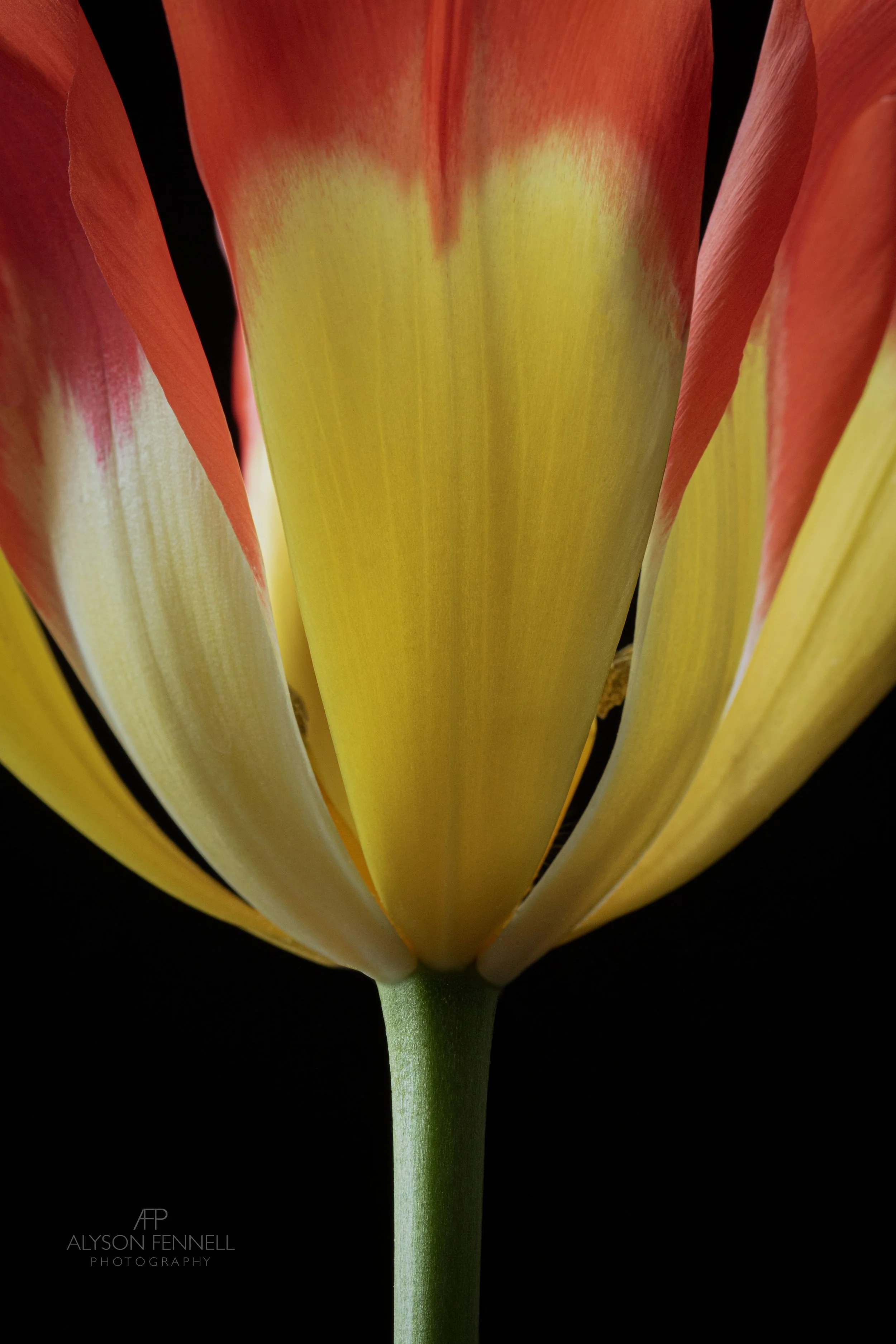 Tulip "Flames Mystery" Close