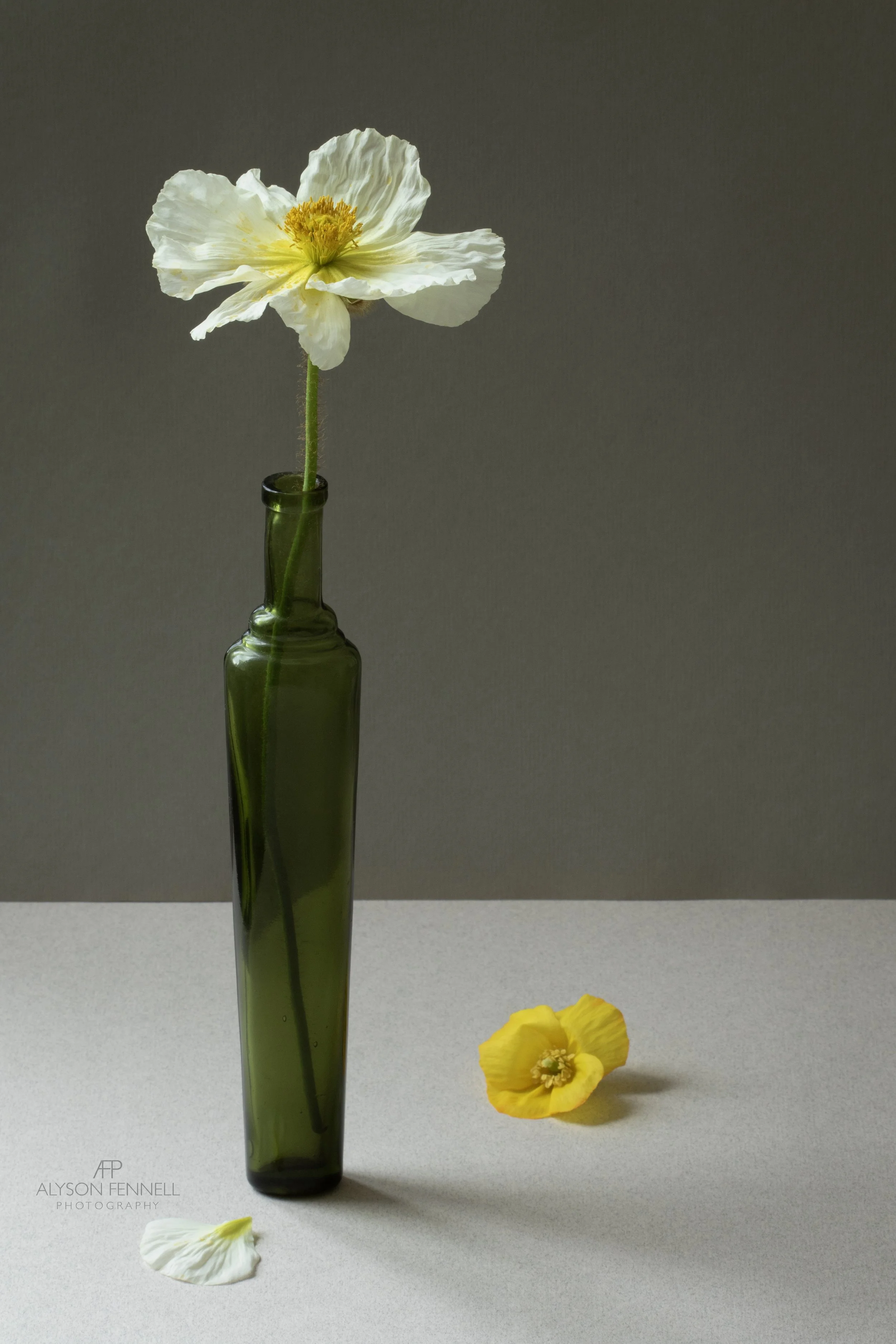 Icelandic Poppy in Vintage Yardley Bottle