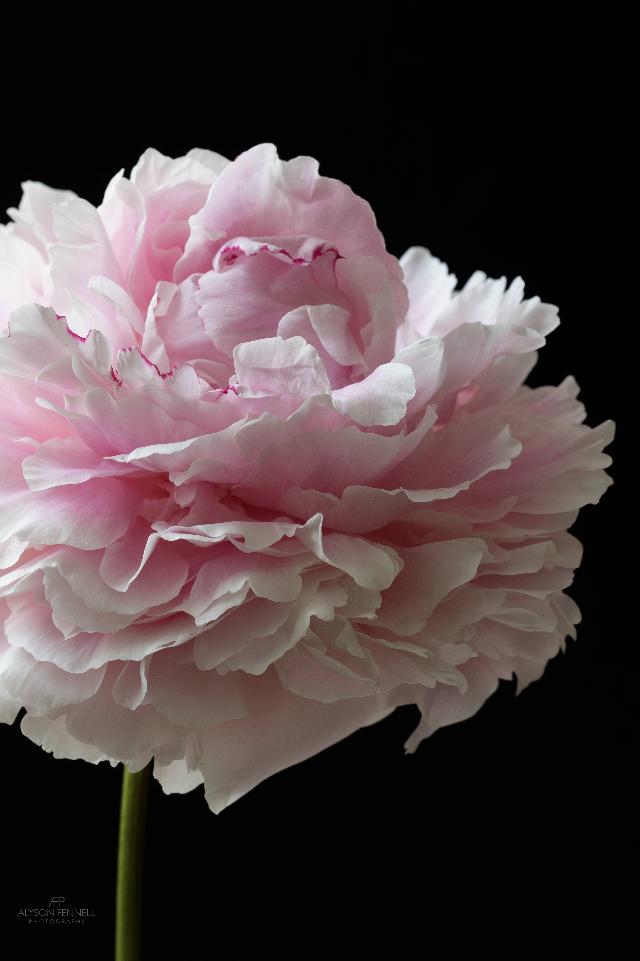 Sarah Bernhardt Peony 
