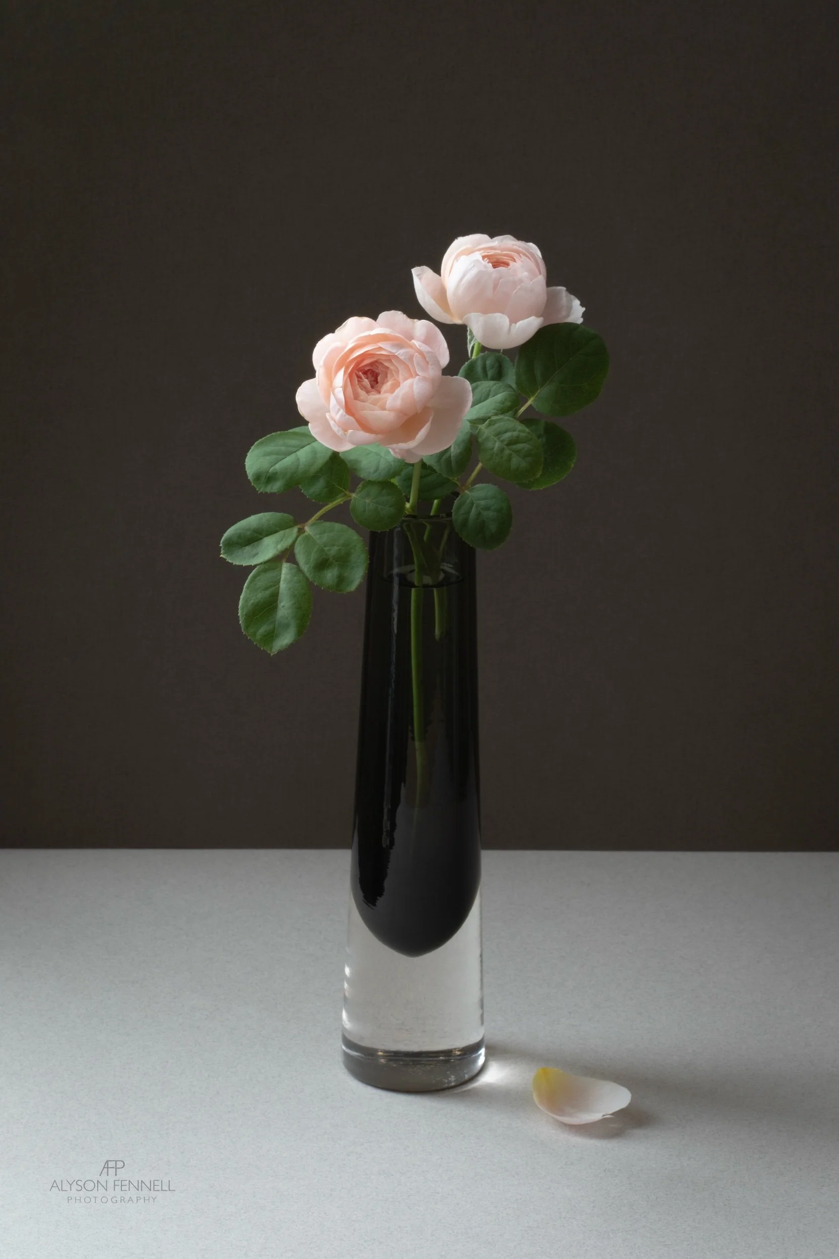 Queen of Sweden Rose Still Life