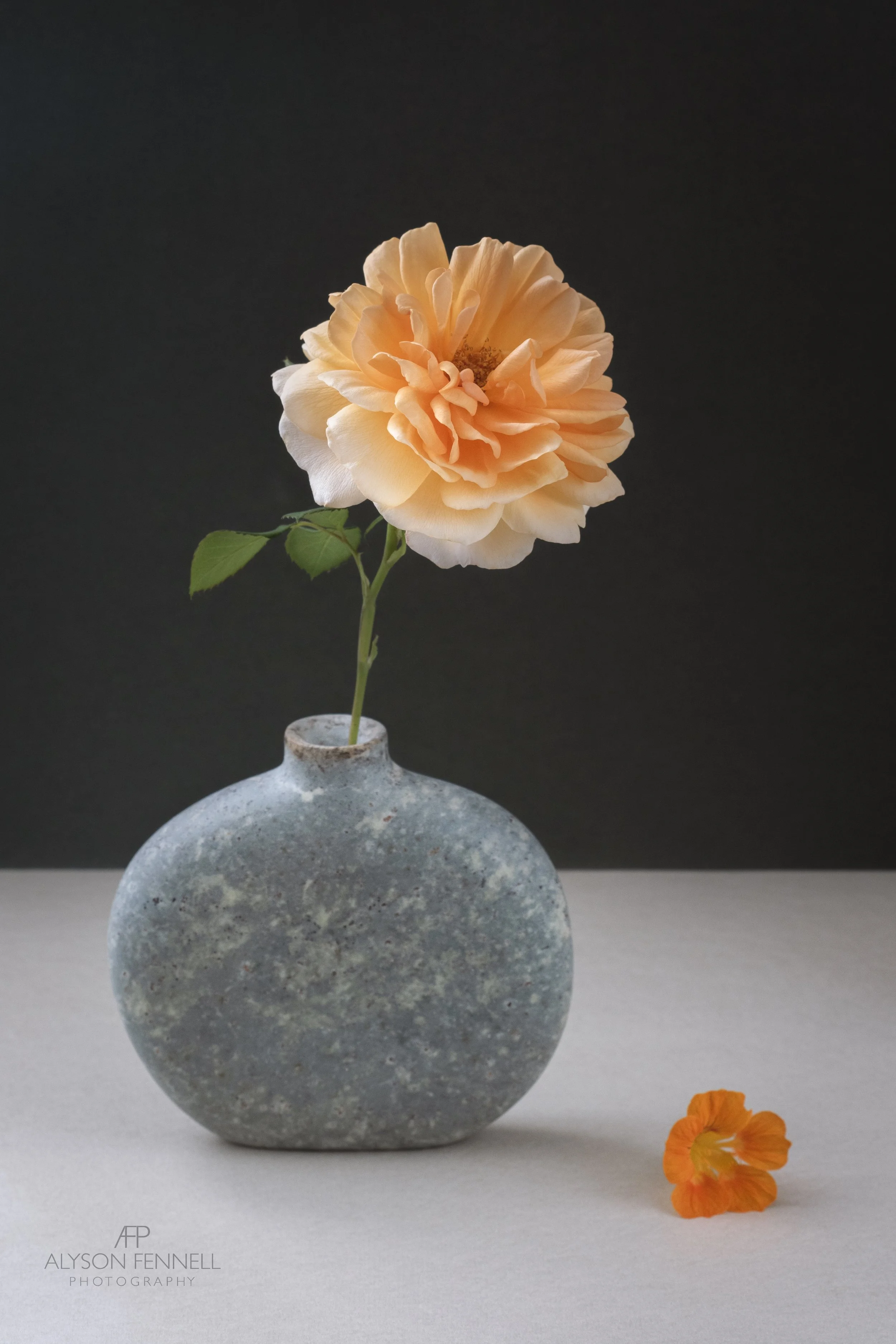Judi Dench Rose in soap stone vase by sculptor  "Jennifer Tetlow"