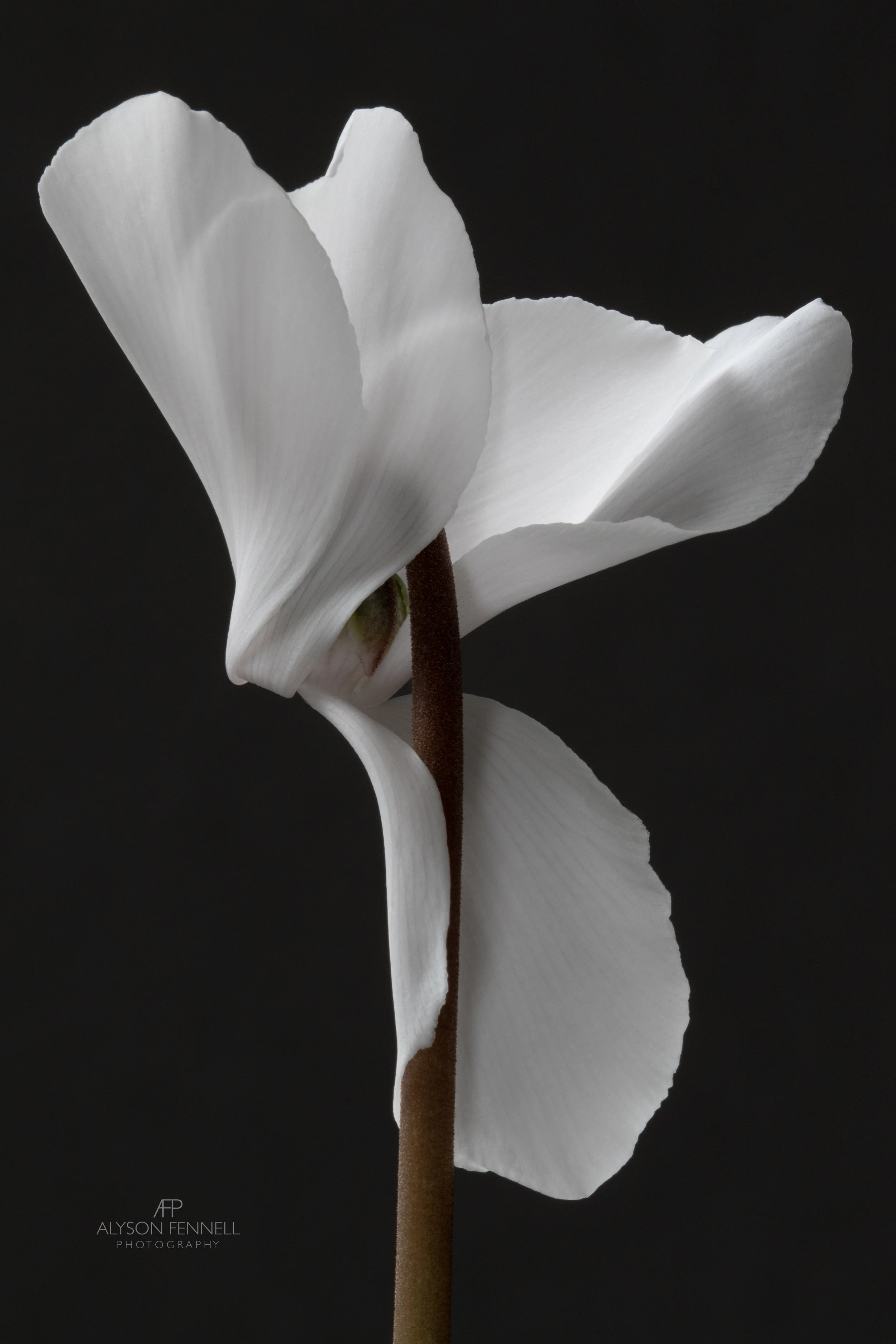 White Cyclamen 