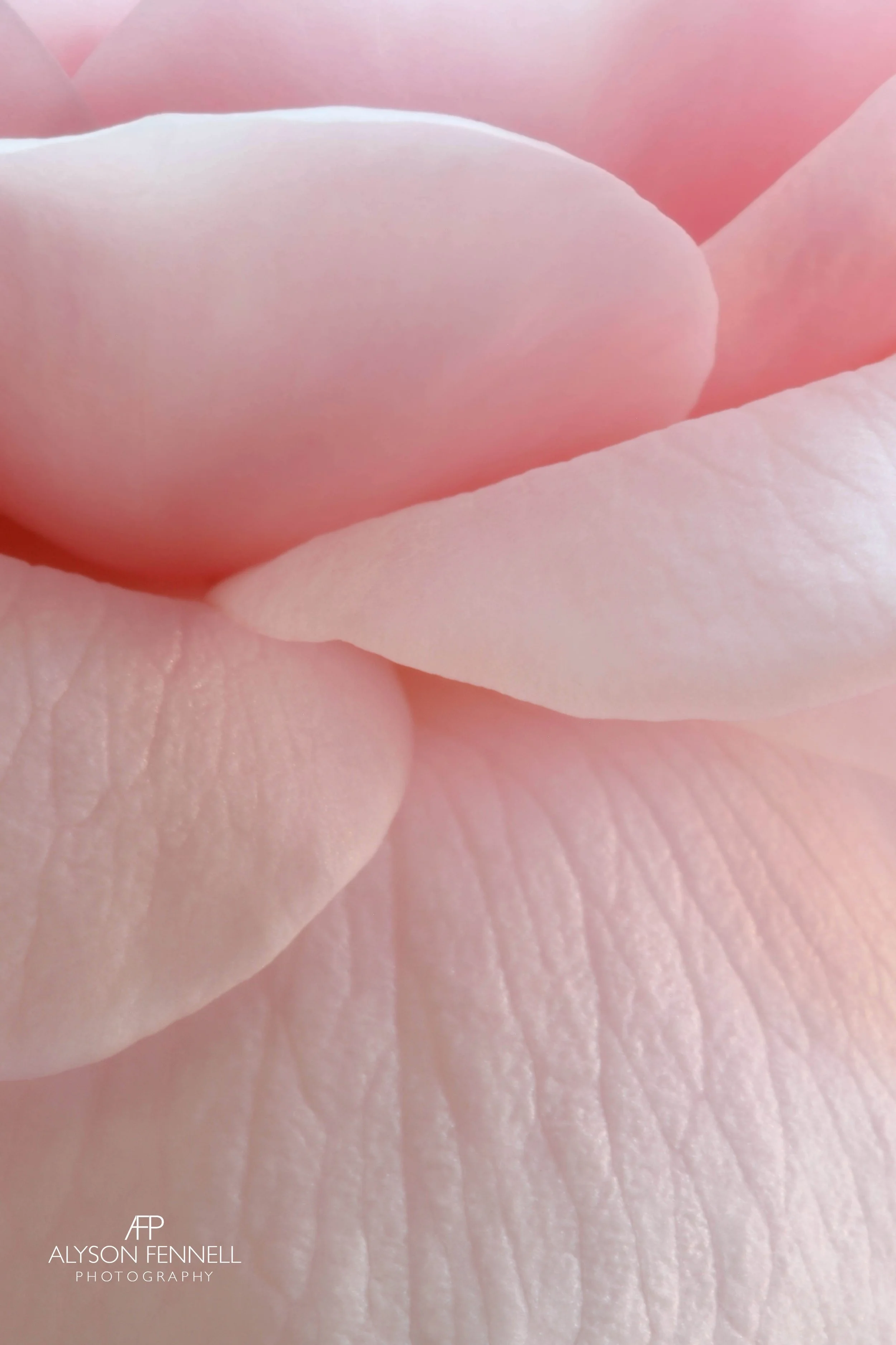 Queen of Sweden Rose Closeup ii lux Insta.jpg