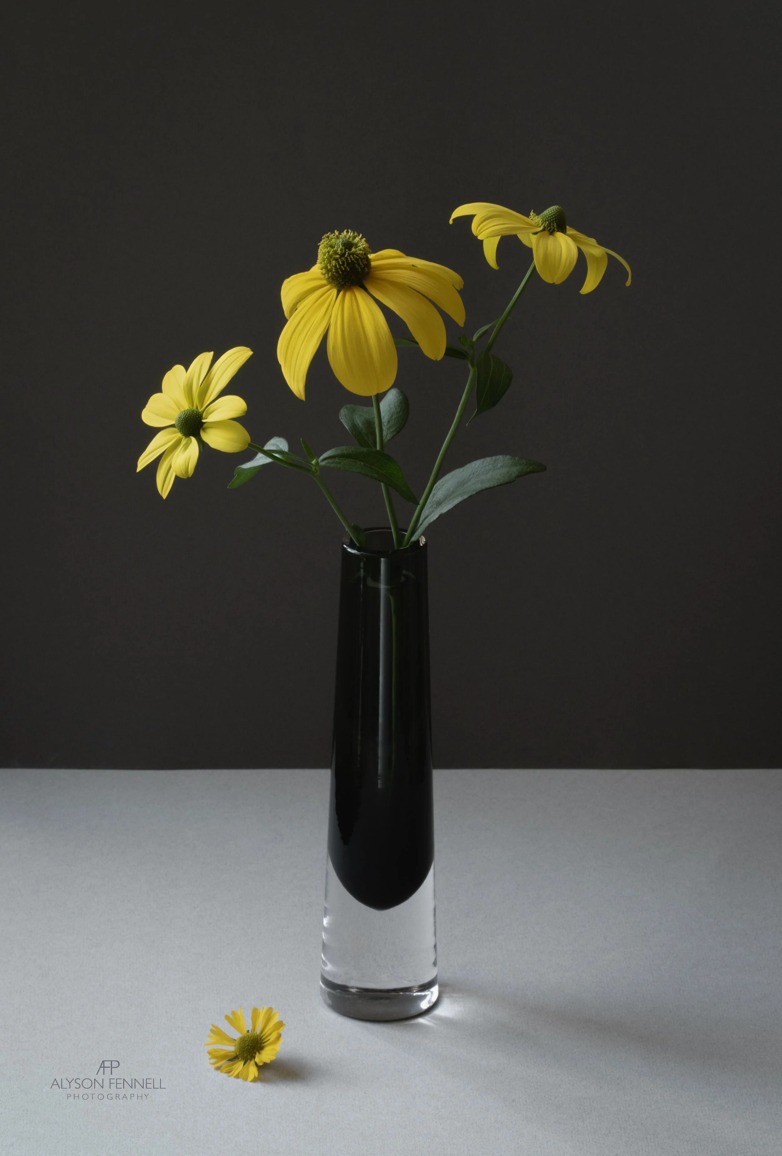 Yellow Rudbeckia Flowers Still Life