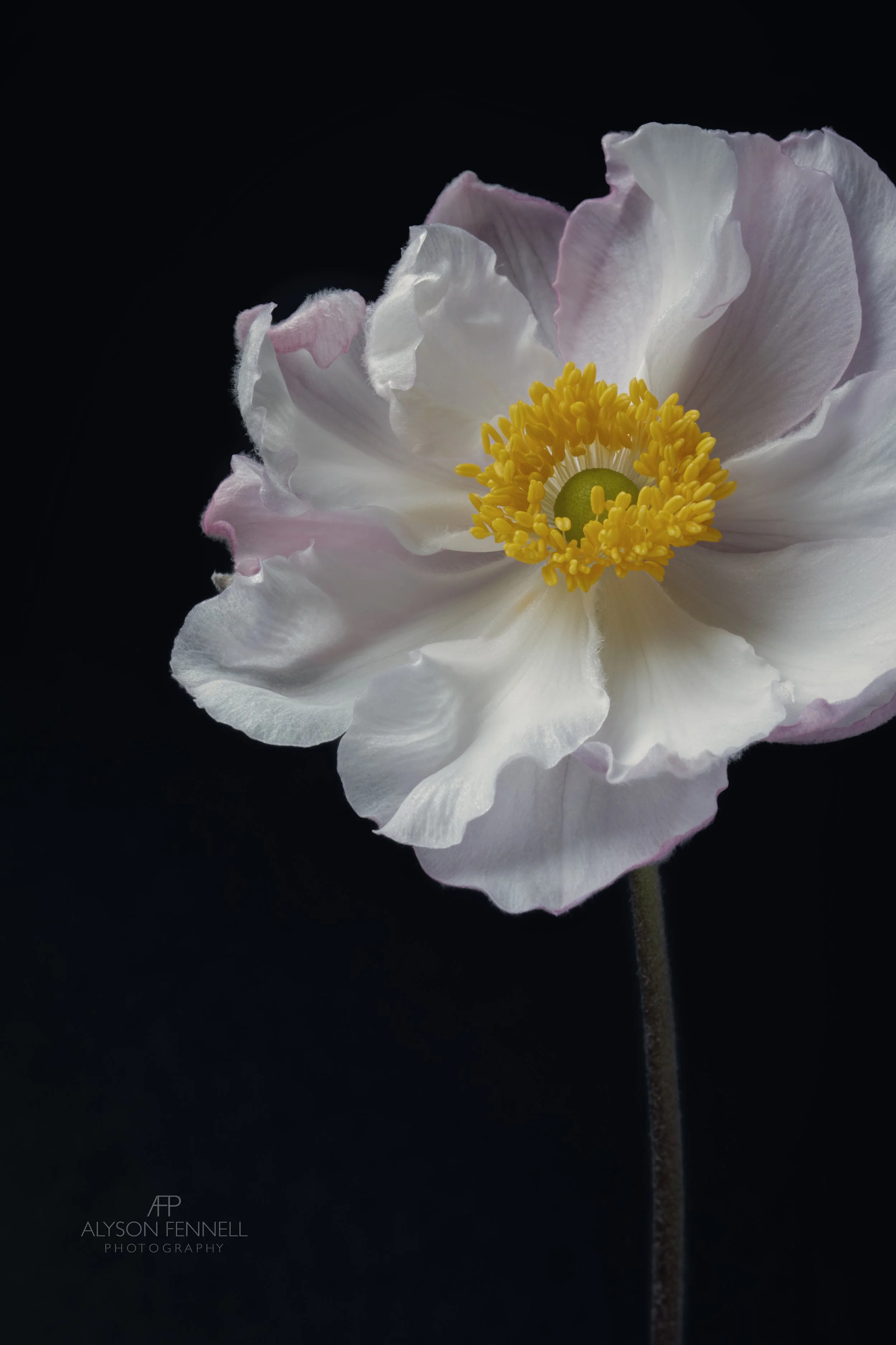 Japanese Anemone 