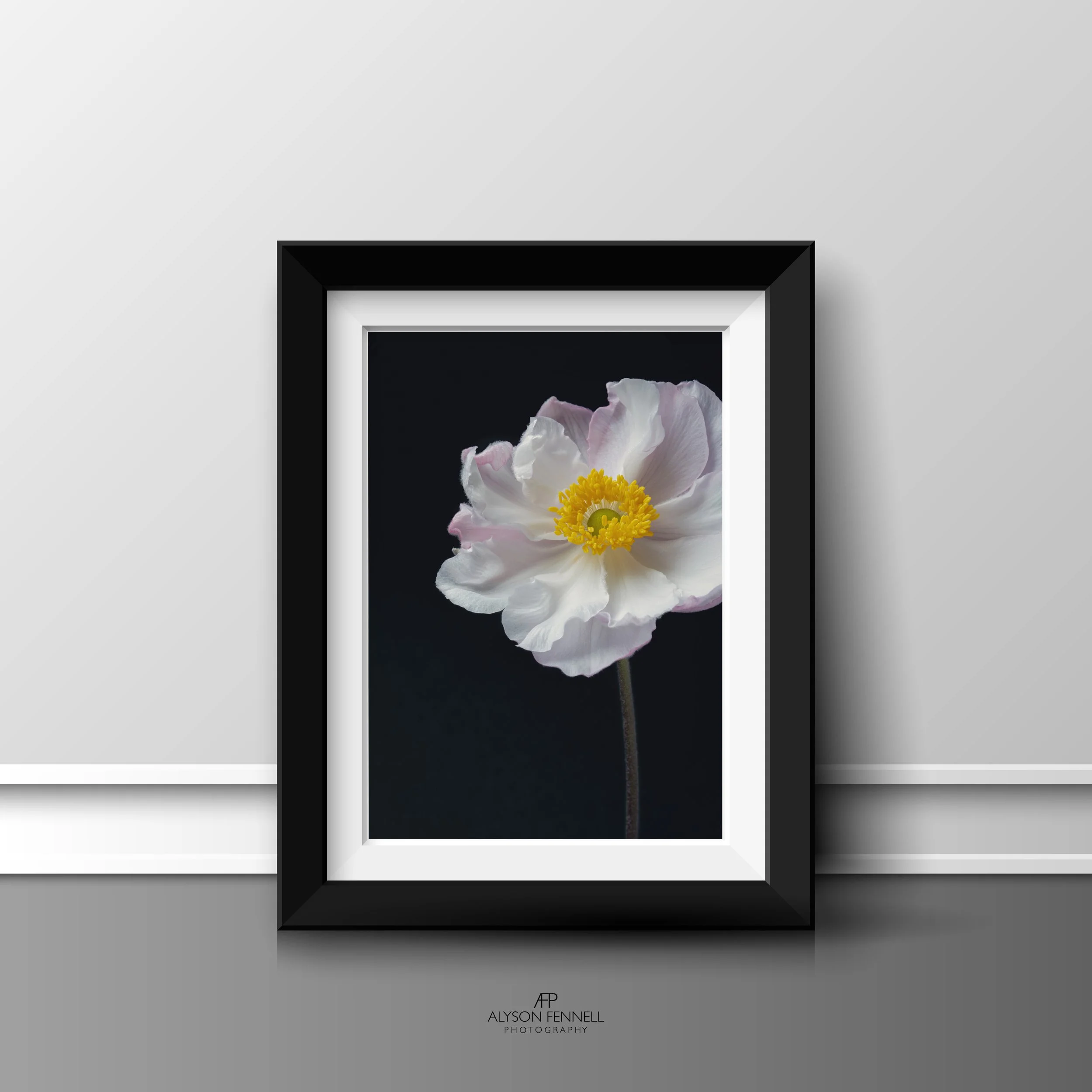 Japanese Anemone