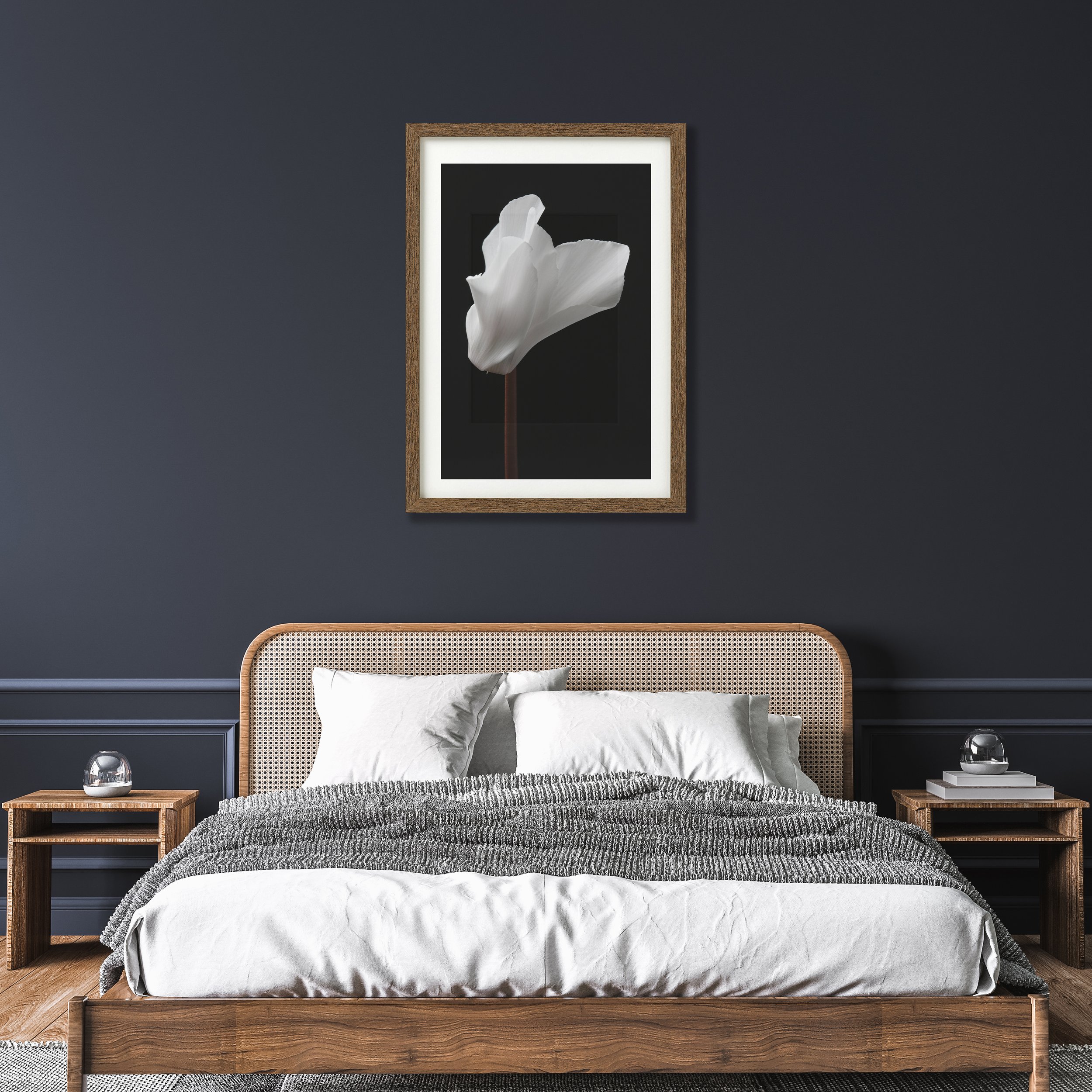 Framed Print of White Cyclamen Flower