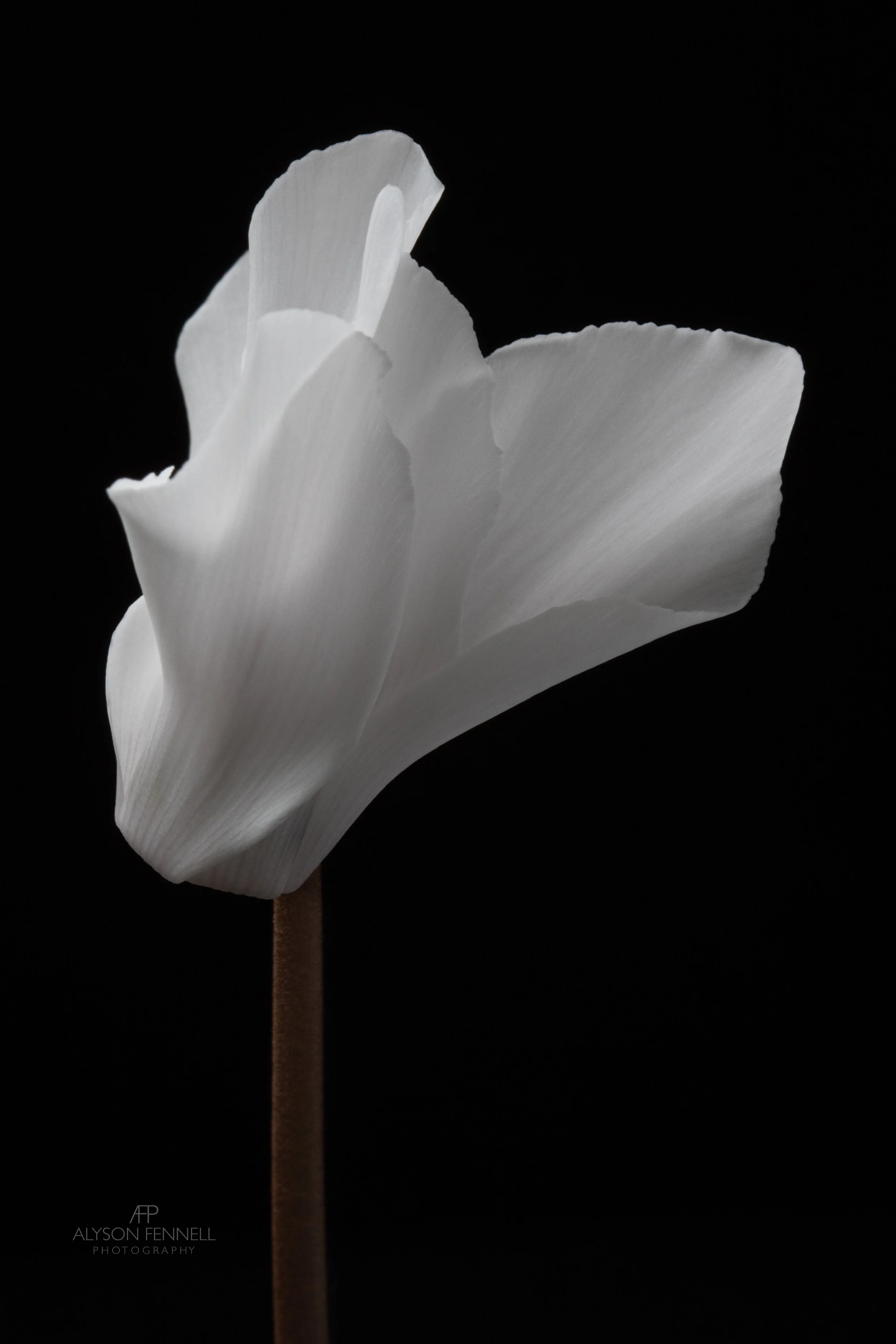 White Cyclamen ii
