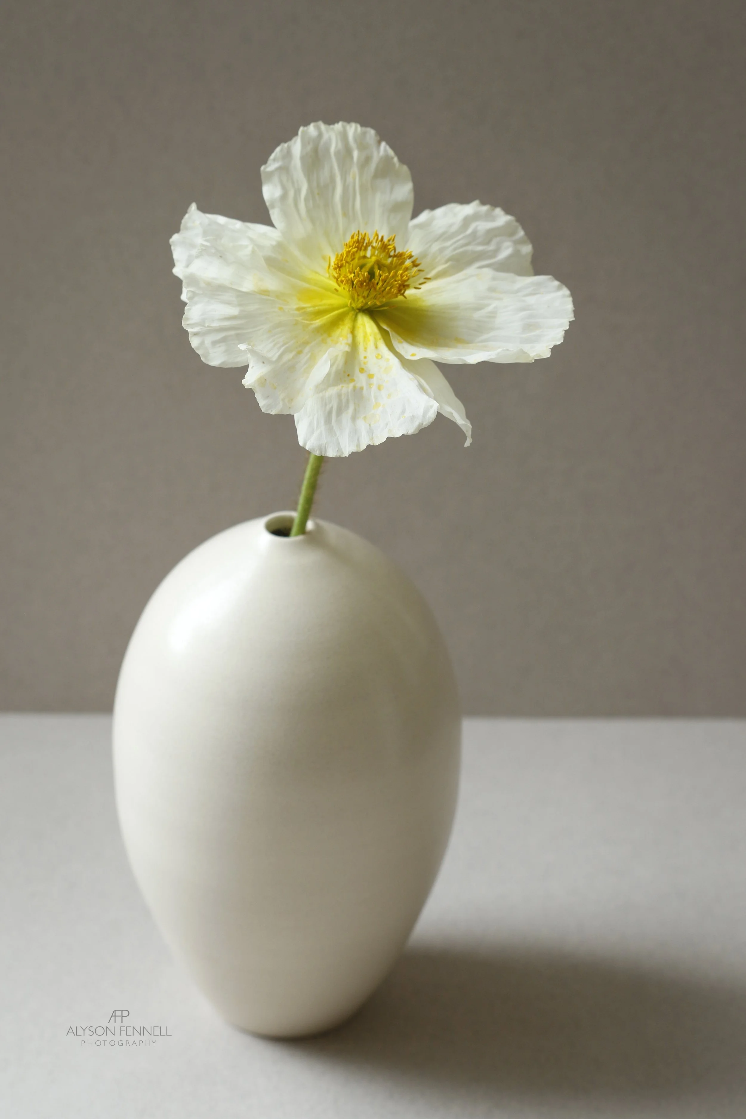 Icelandic Poppy Still Life