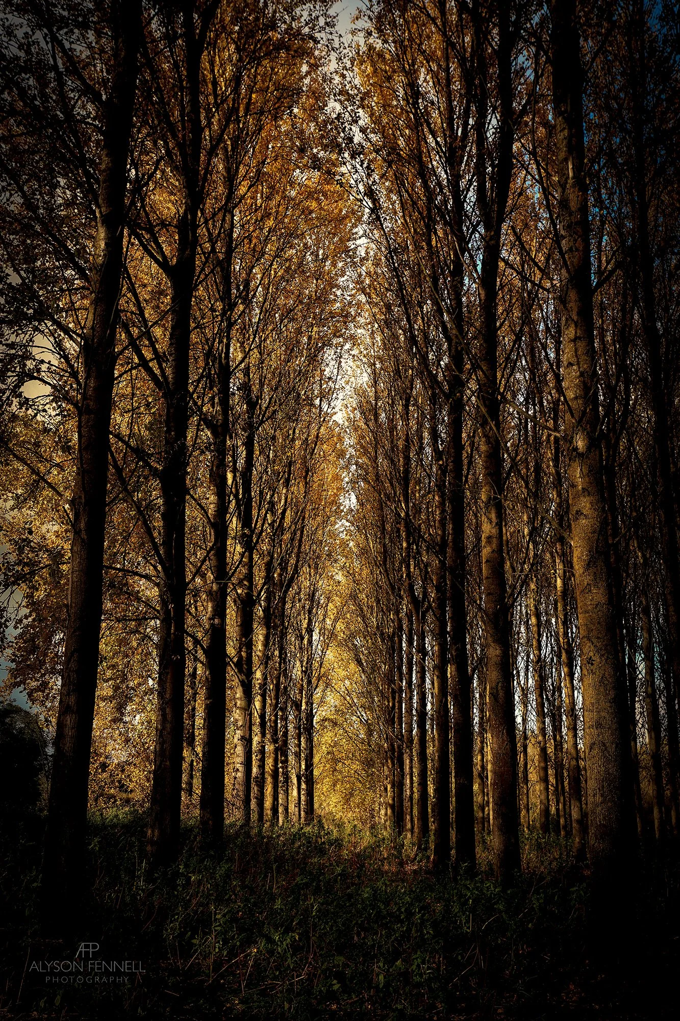 Autumnal Tree Avenue