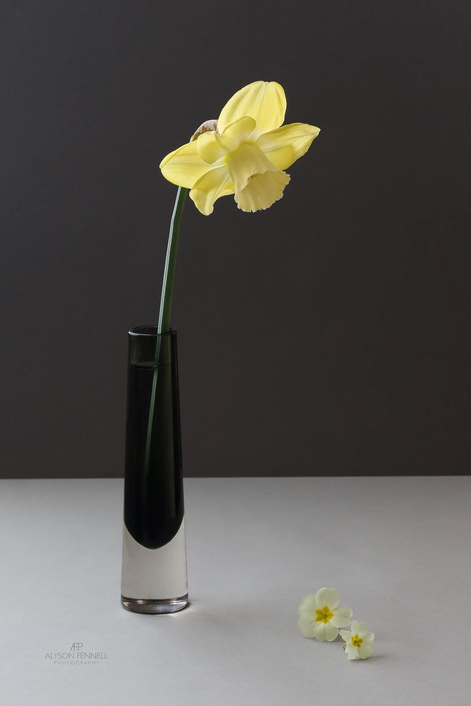 Narcissus Avalon Still Life