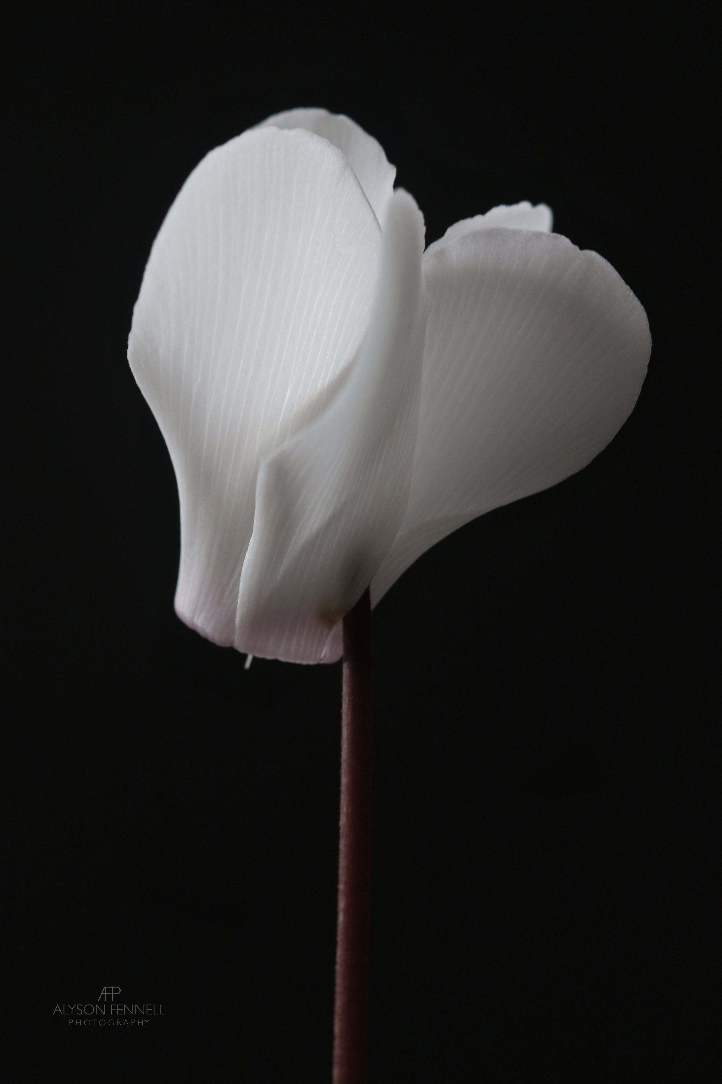 White Cyclamen 3 web.jpg