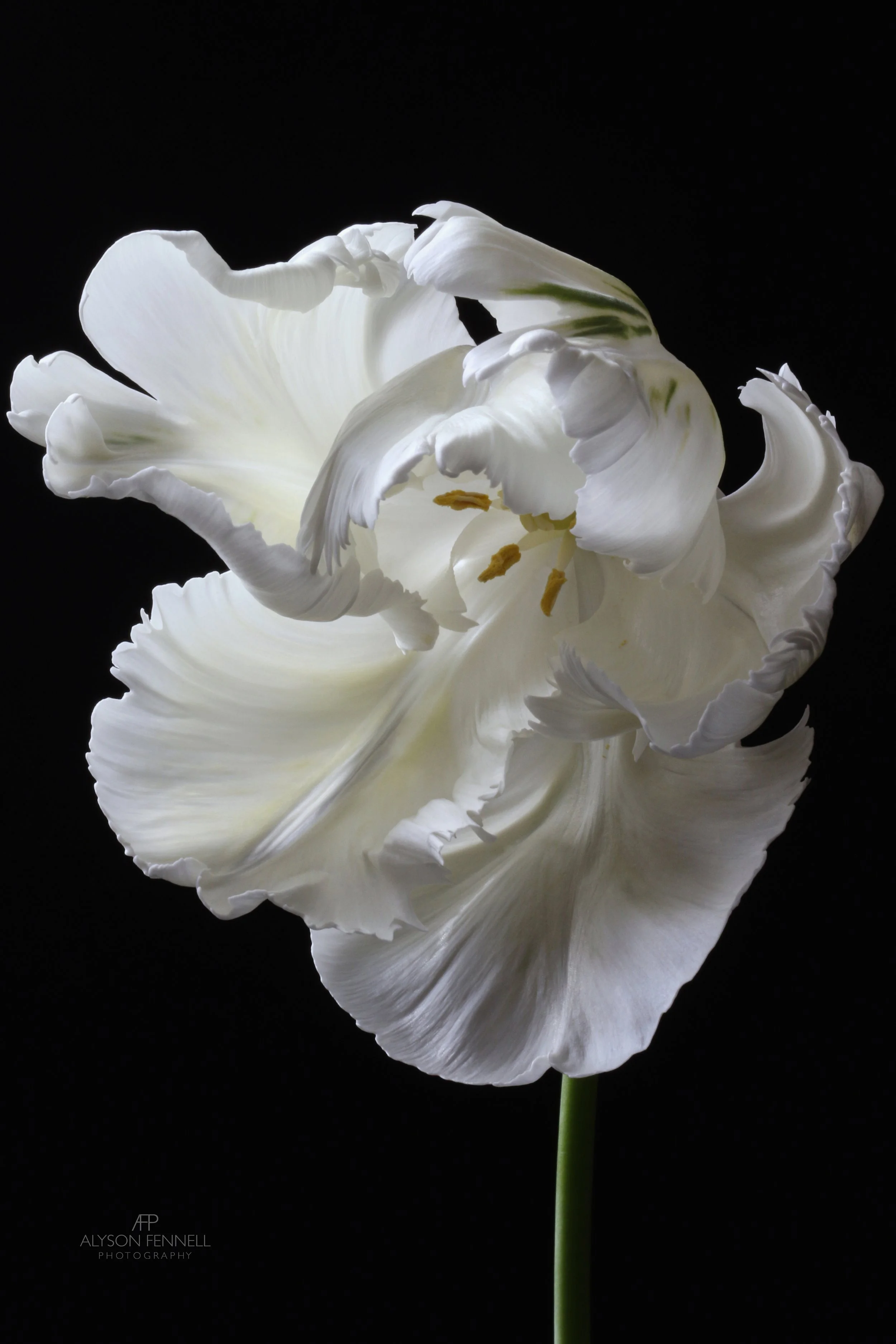 White Parrot Tulip ii