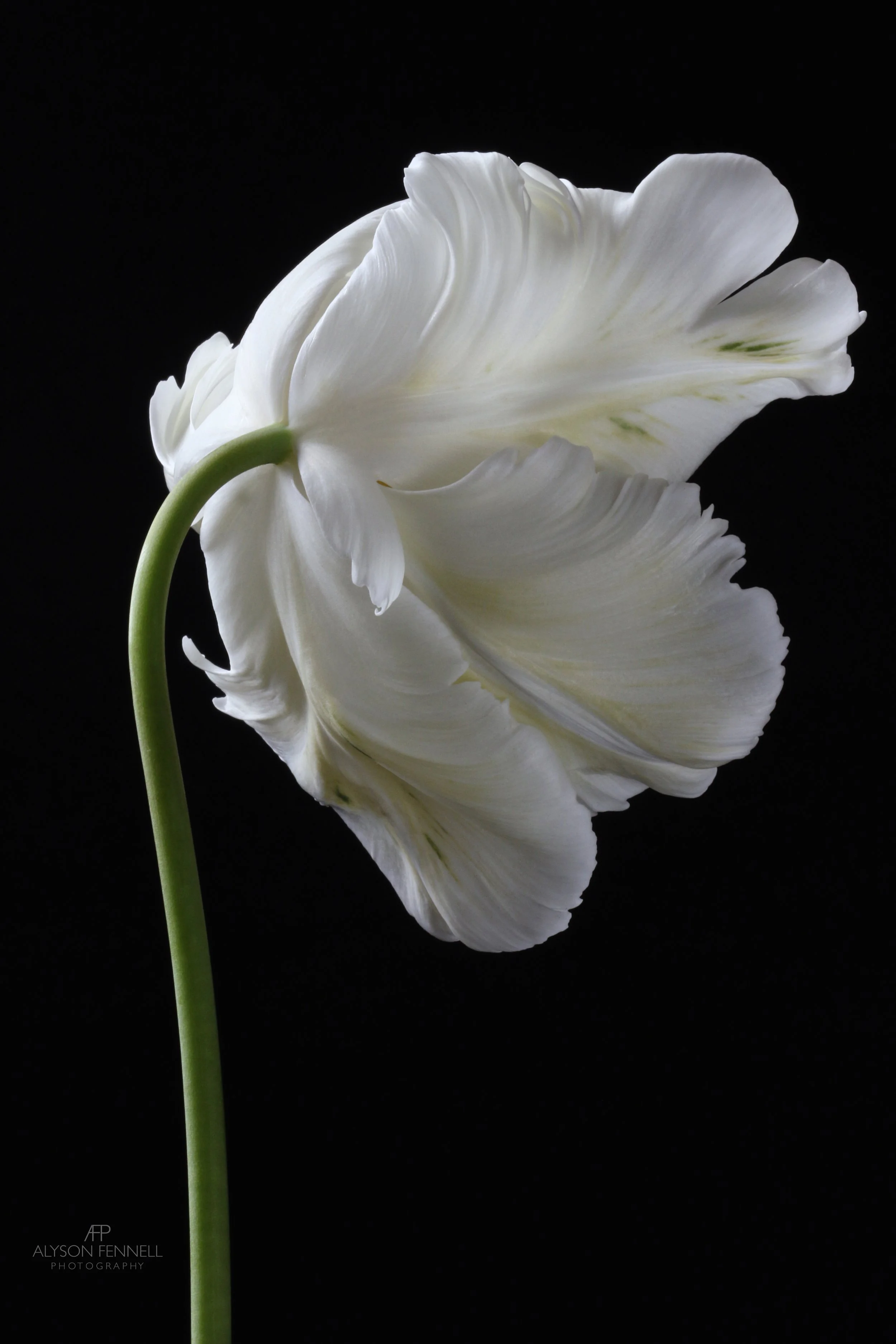 White Parrot Tulip 3 web.jpg