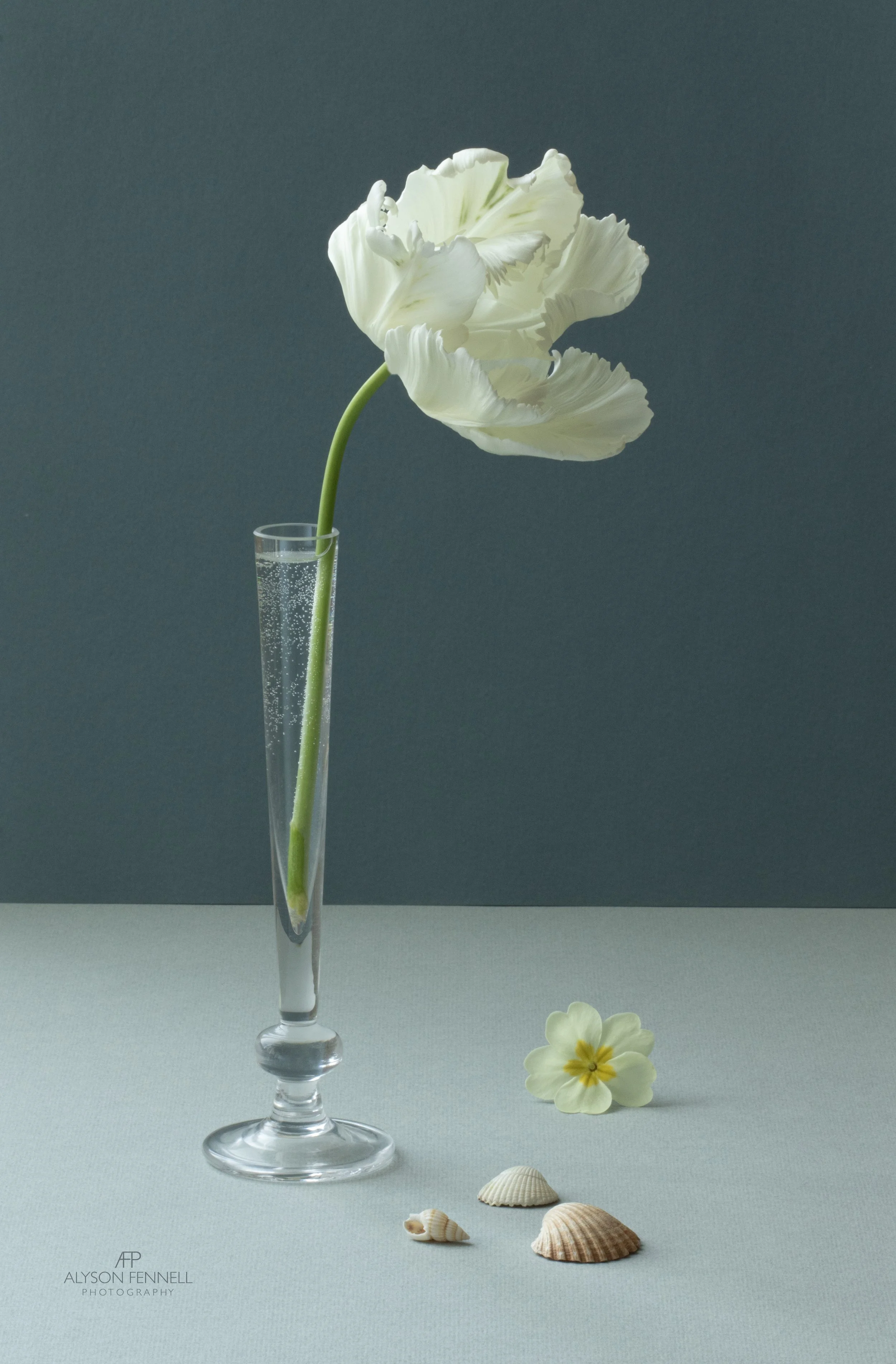 White Parrot Tulip Still Life web.jpg