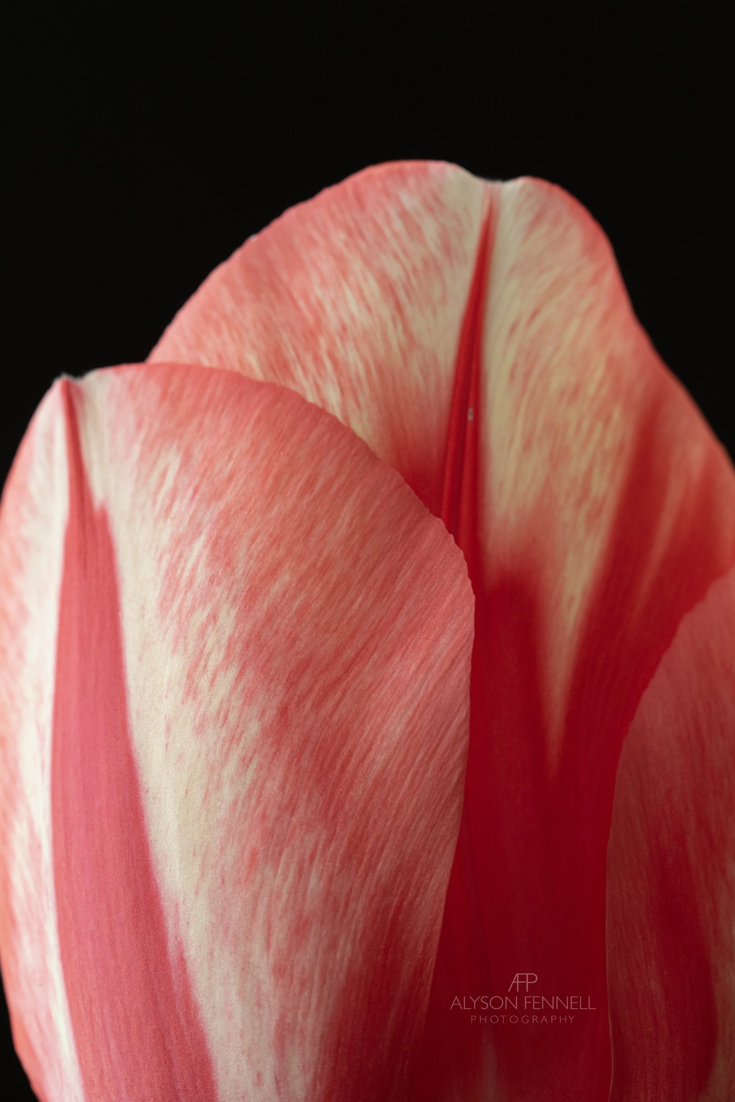 Spryng Break Tulip Closeup