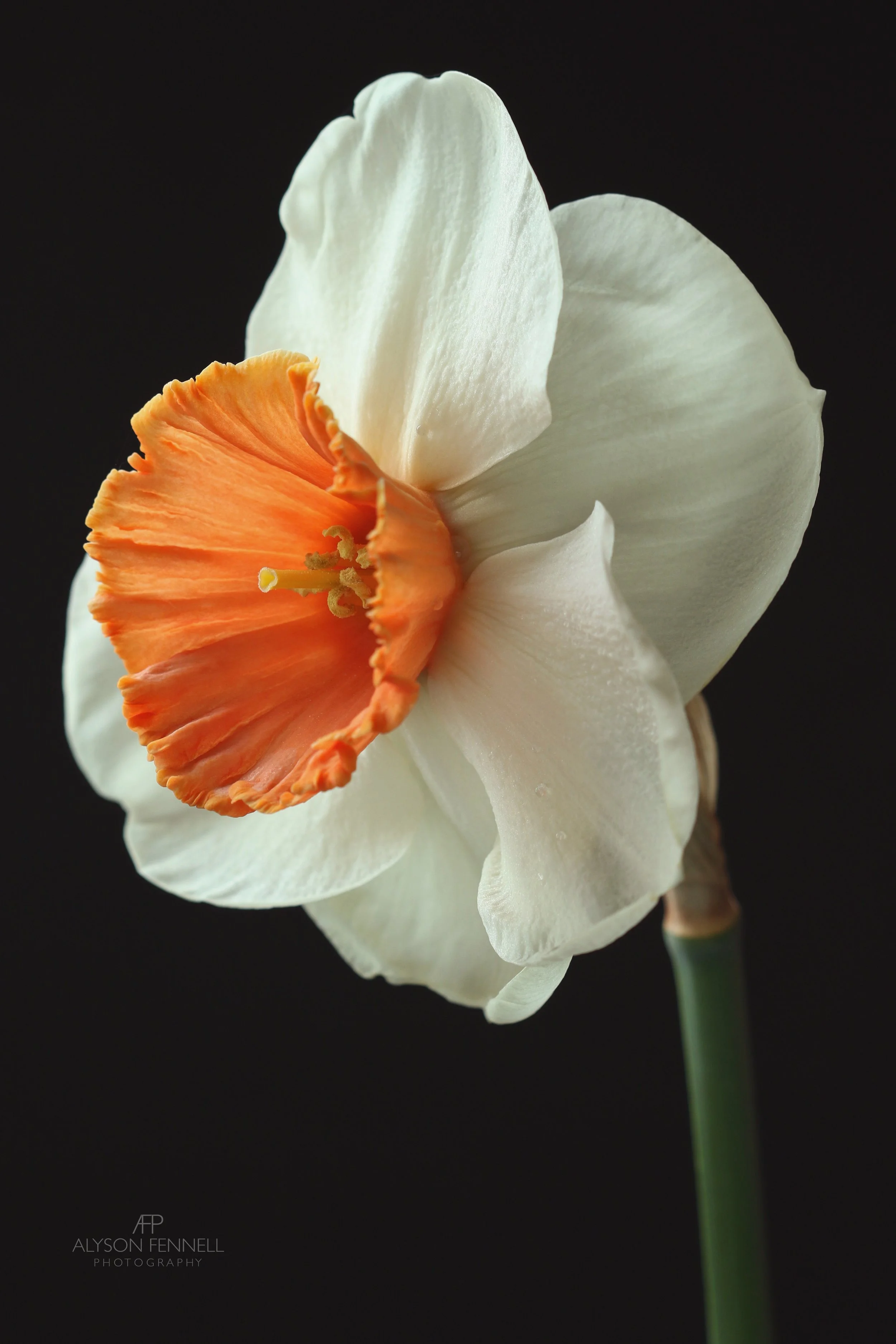 Narcissus Amadeus 
