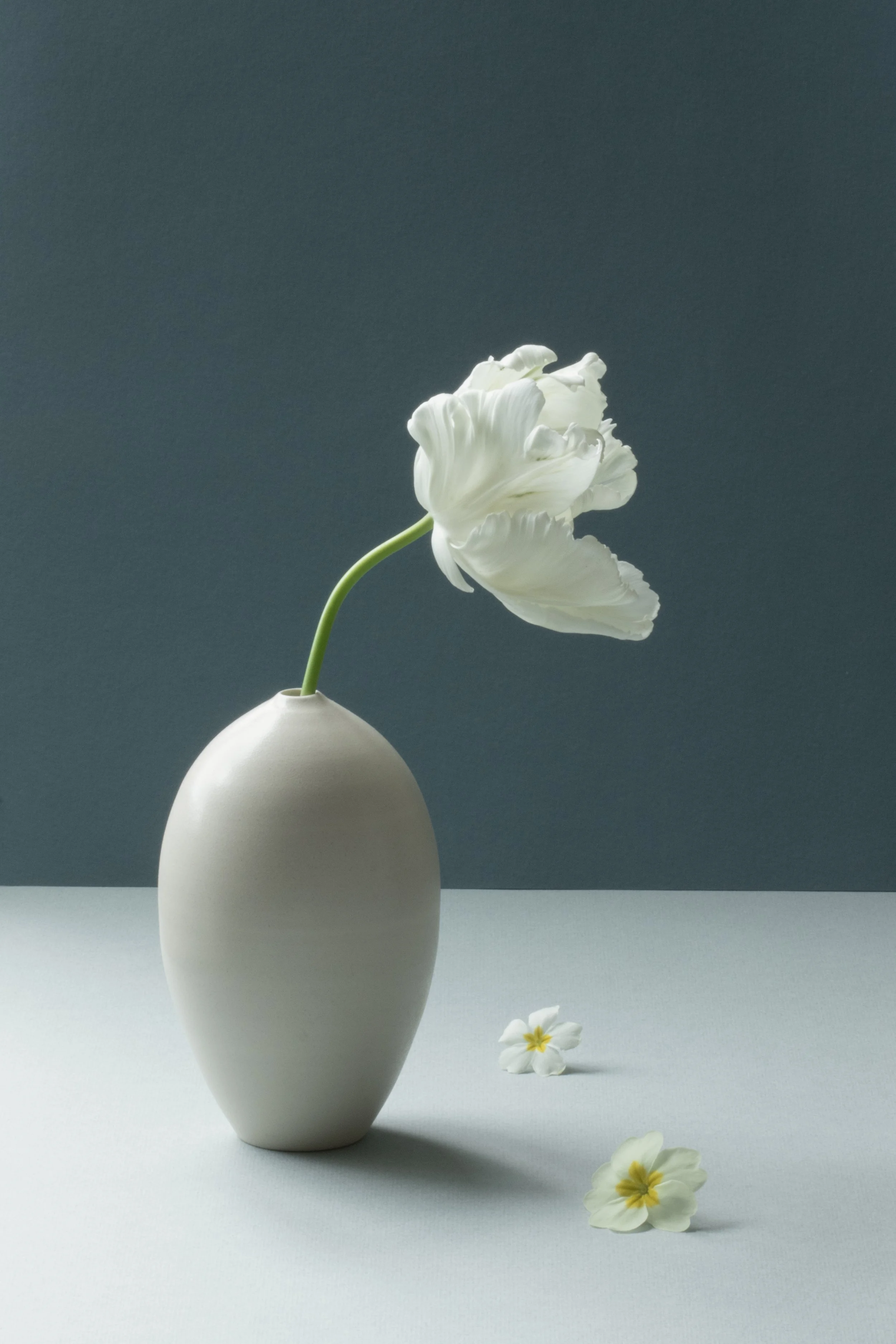 White  Parrot Tulip Still Life ii .jpg