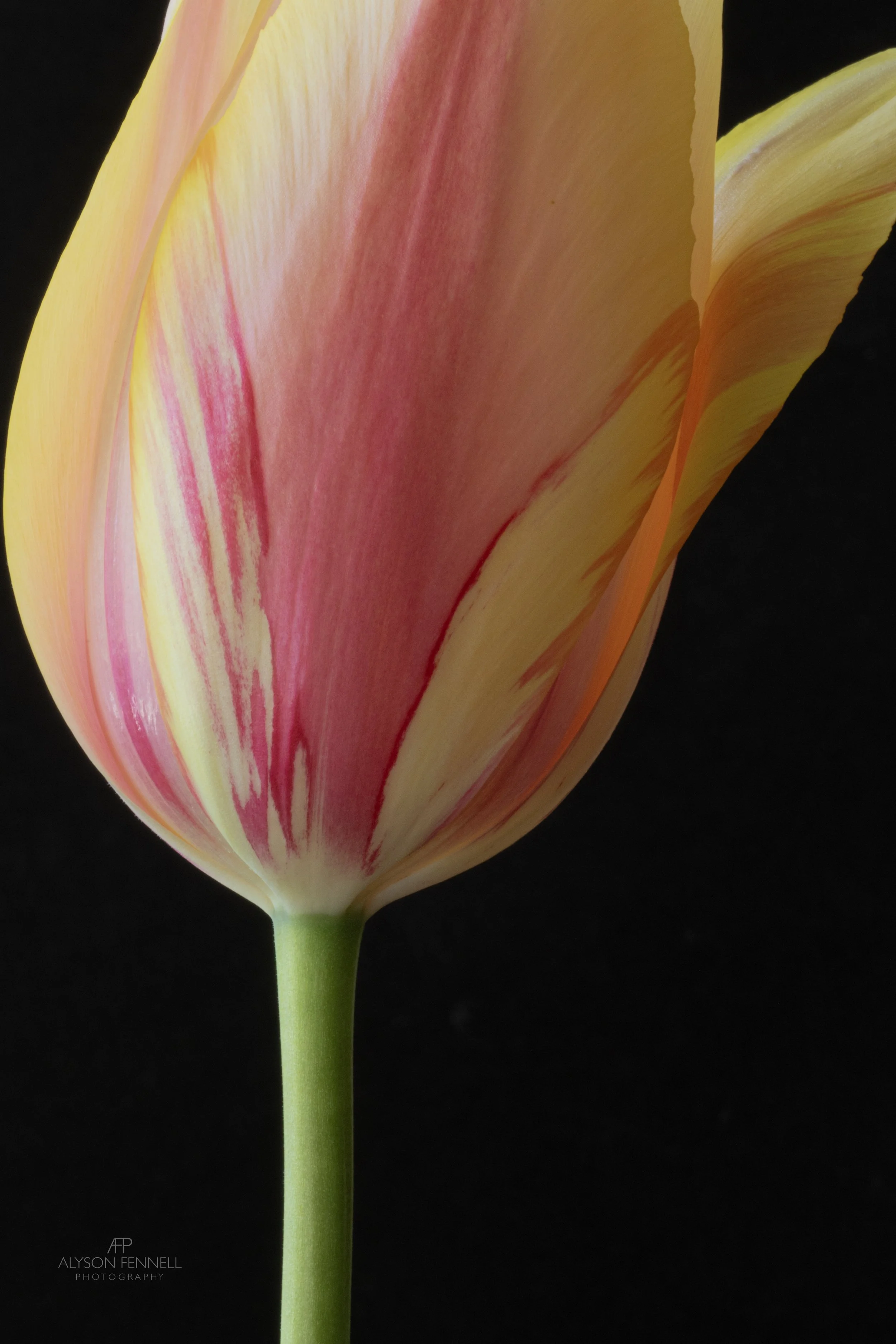 Tulip Blushing Beauty
