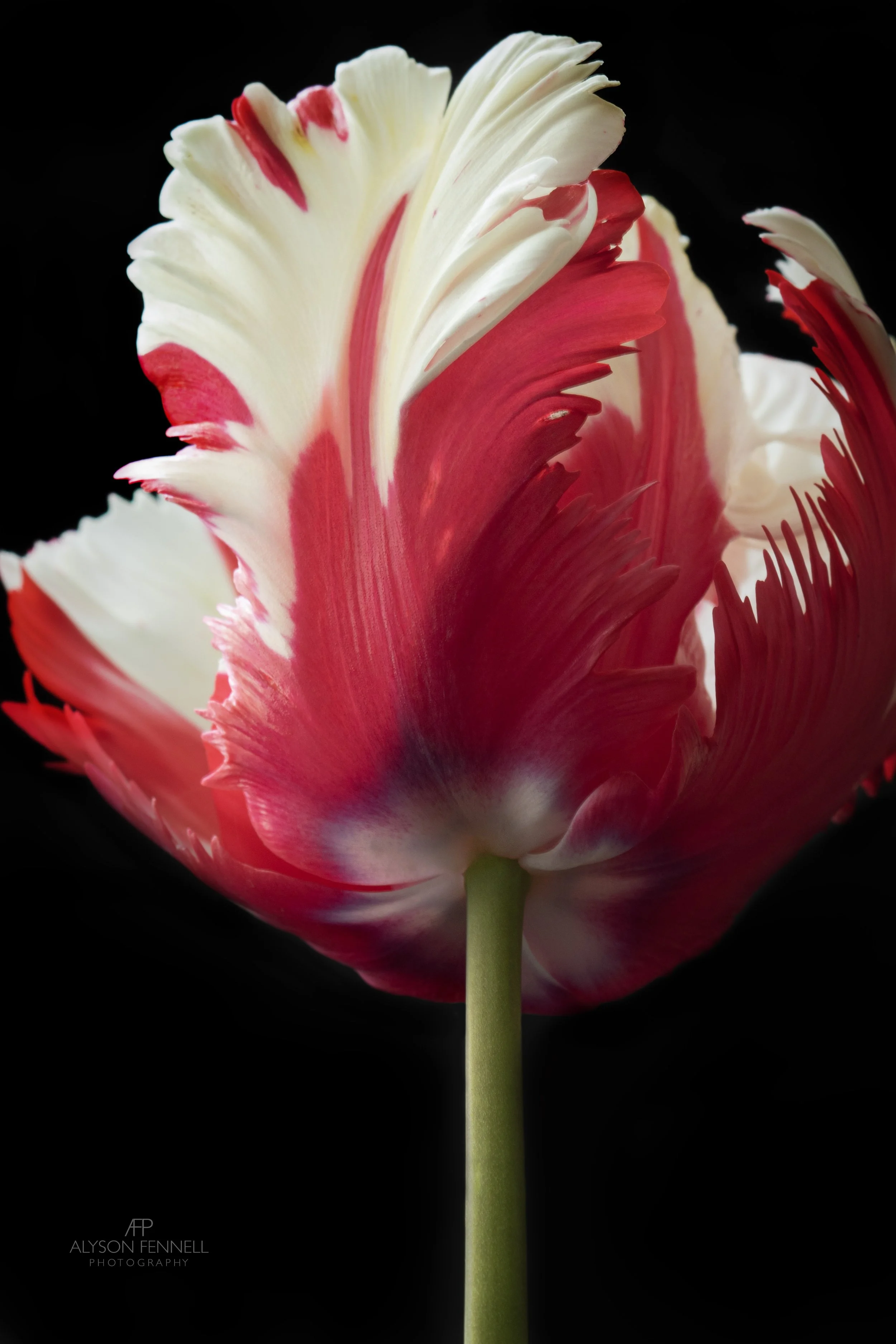 Red and White Parrot Tulip