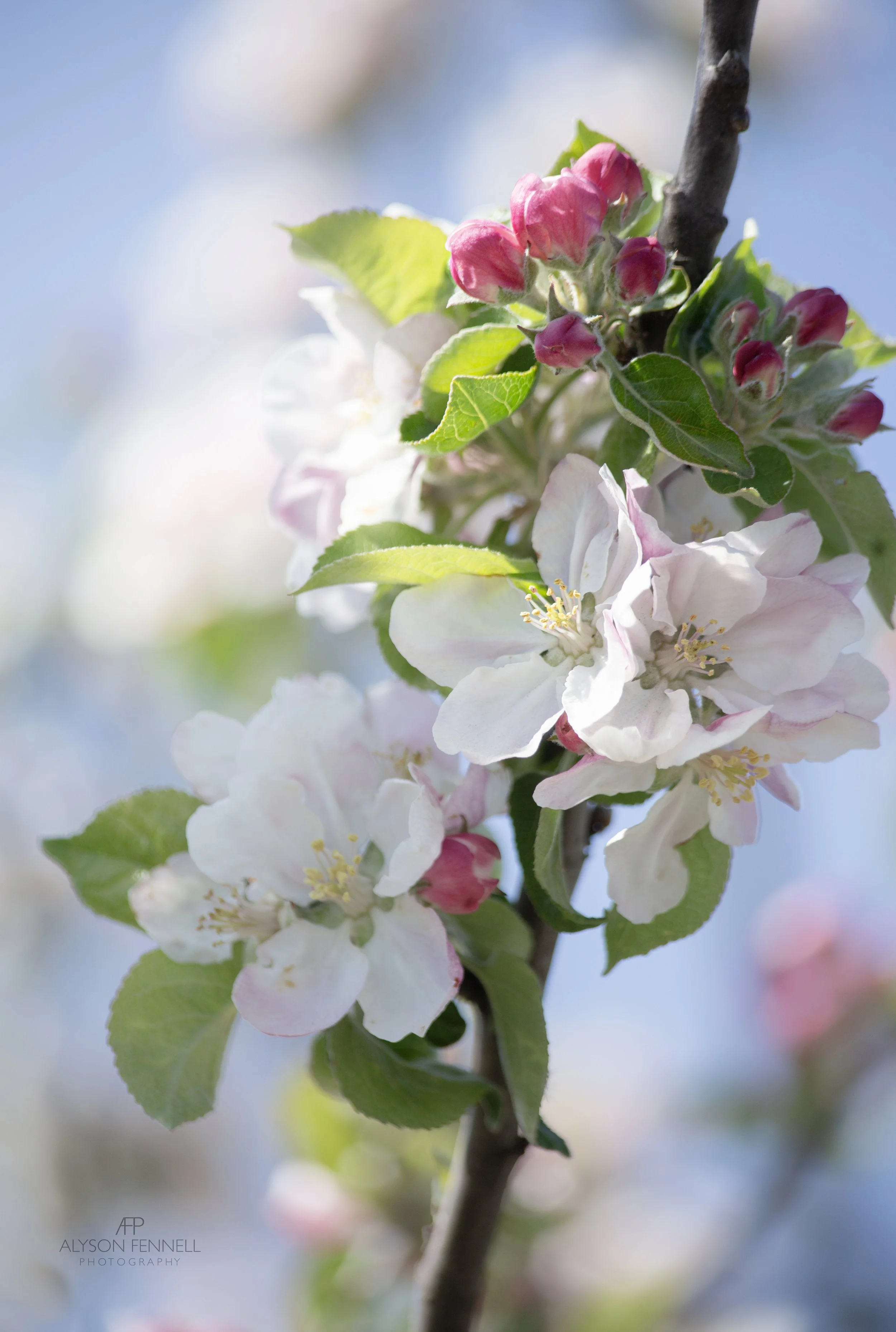 Apple Blossom 2026 web.jpg