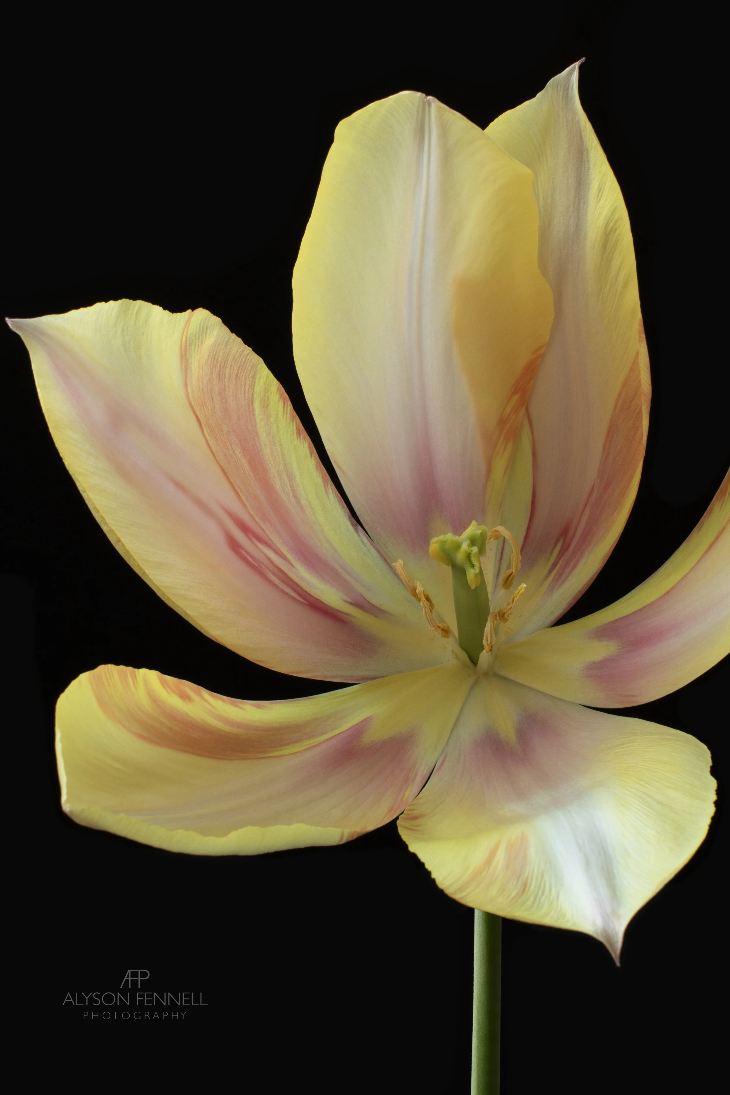 Tulip Blushing Beauty ii