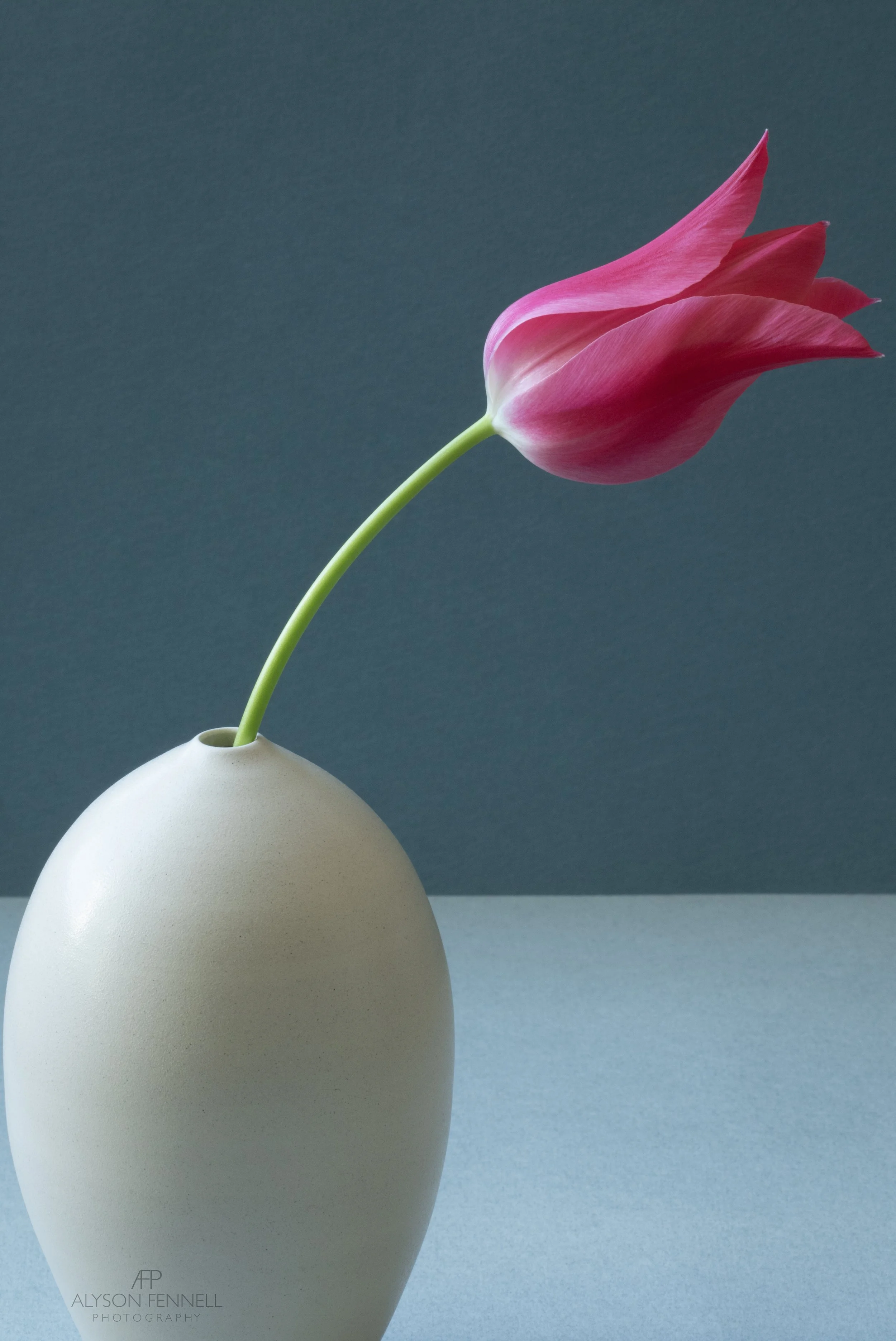 Tulip Mariette Still Life 1 web.jpg