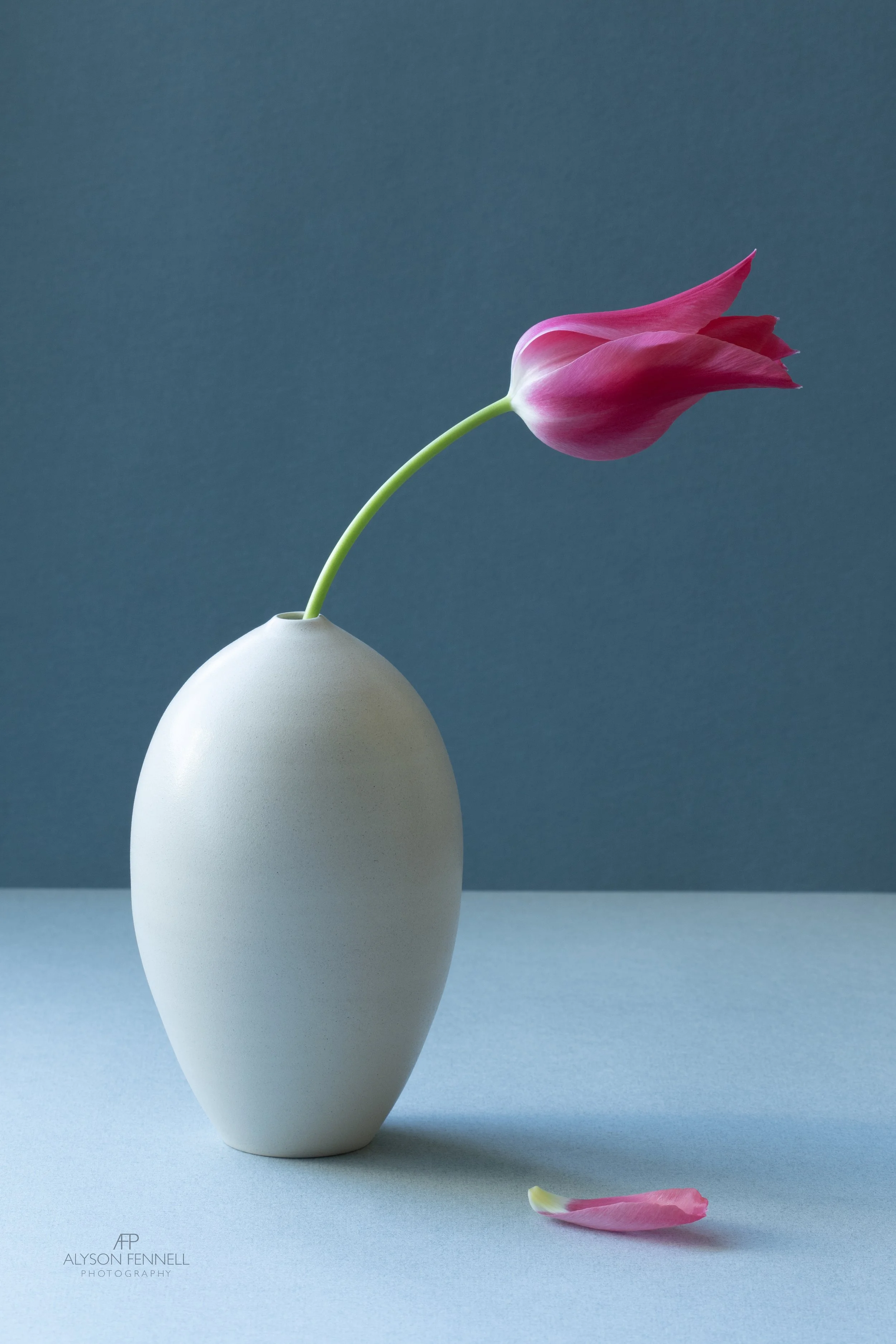 Tulip Mariette Still Life