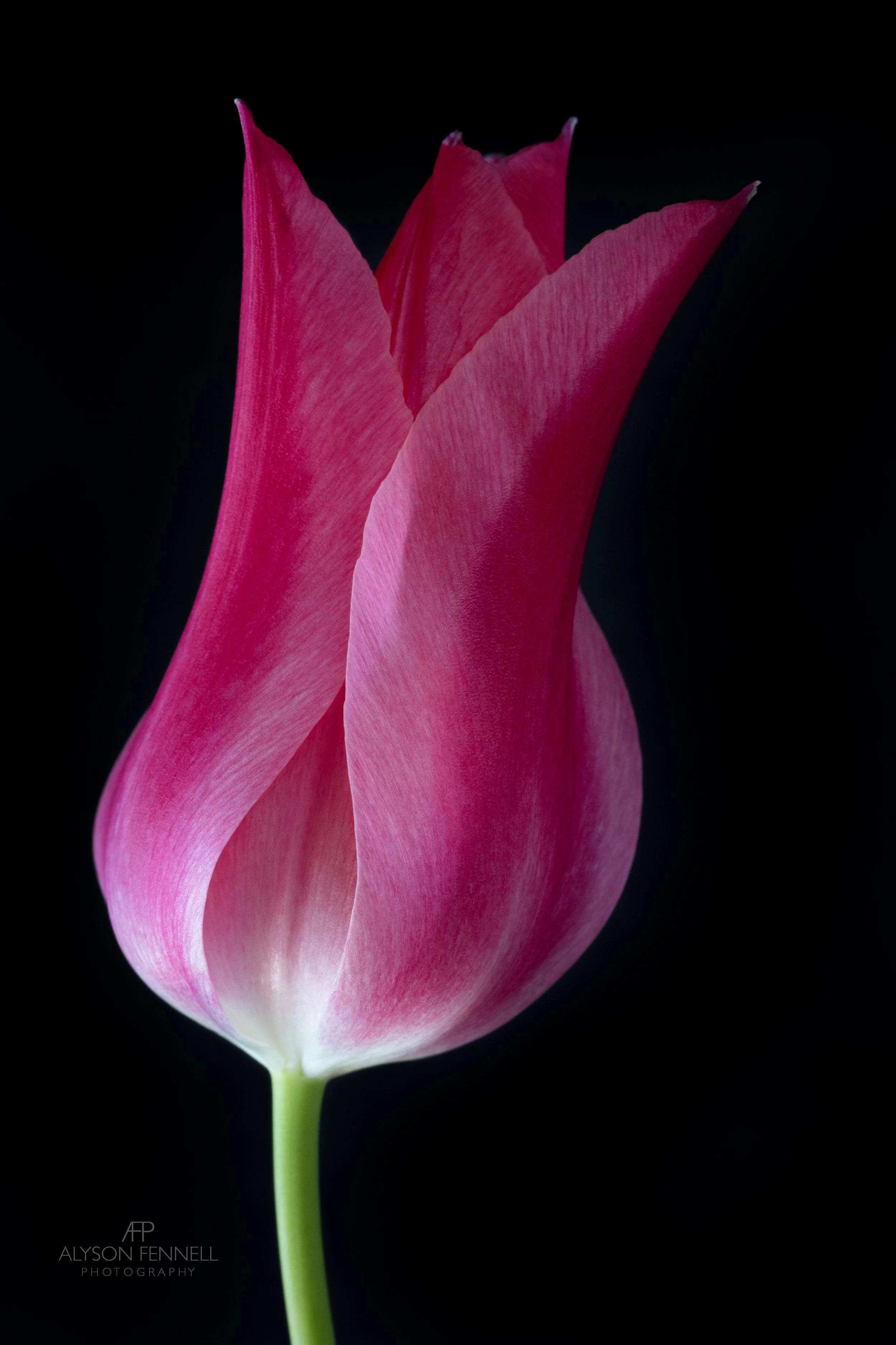 Tulip "Mariette"