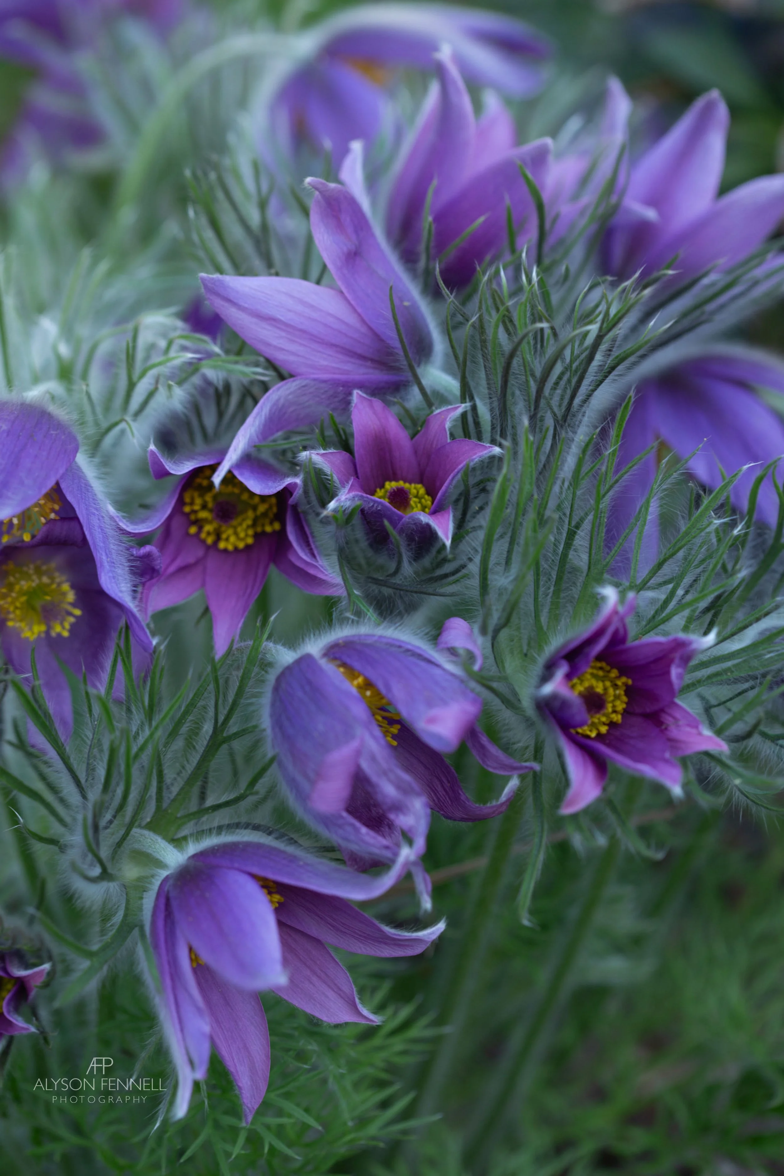 Purple Pulsatilla Flowers at Winterbourne Gardens.