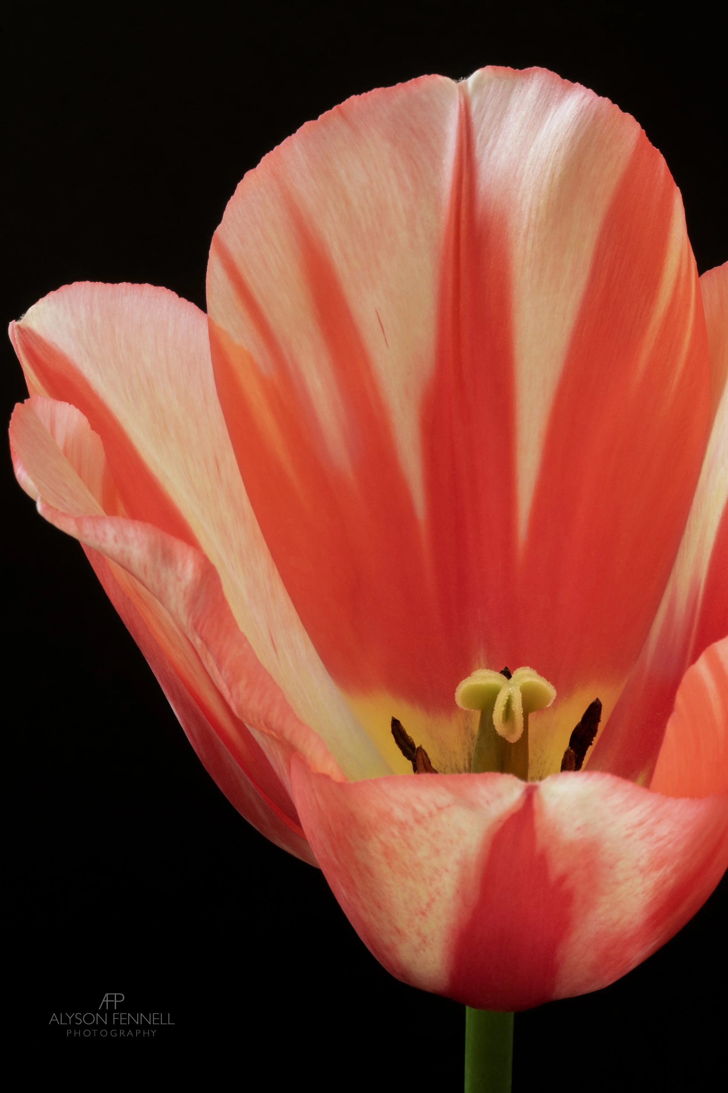 Spryng Break Tulip