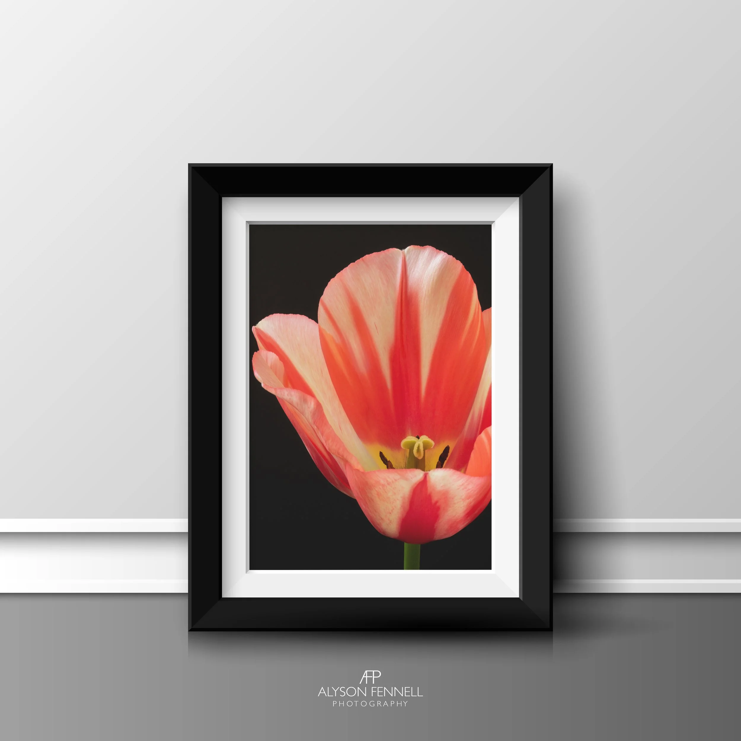 Spryng Break Tulip framed print.