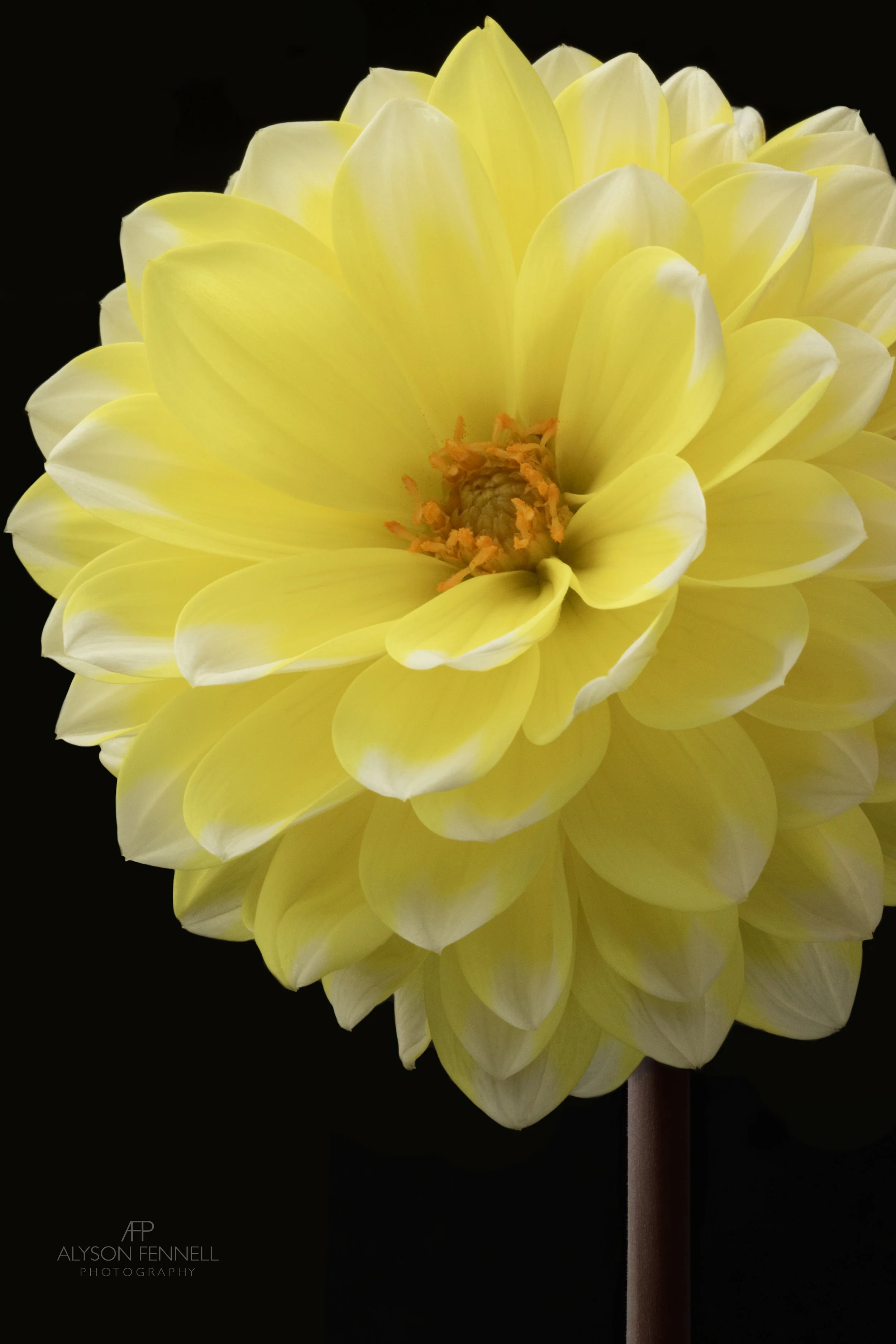 Yellow and White Dahlia