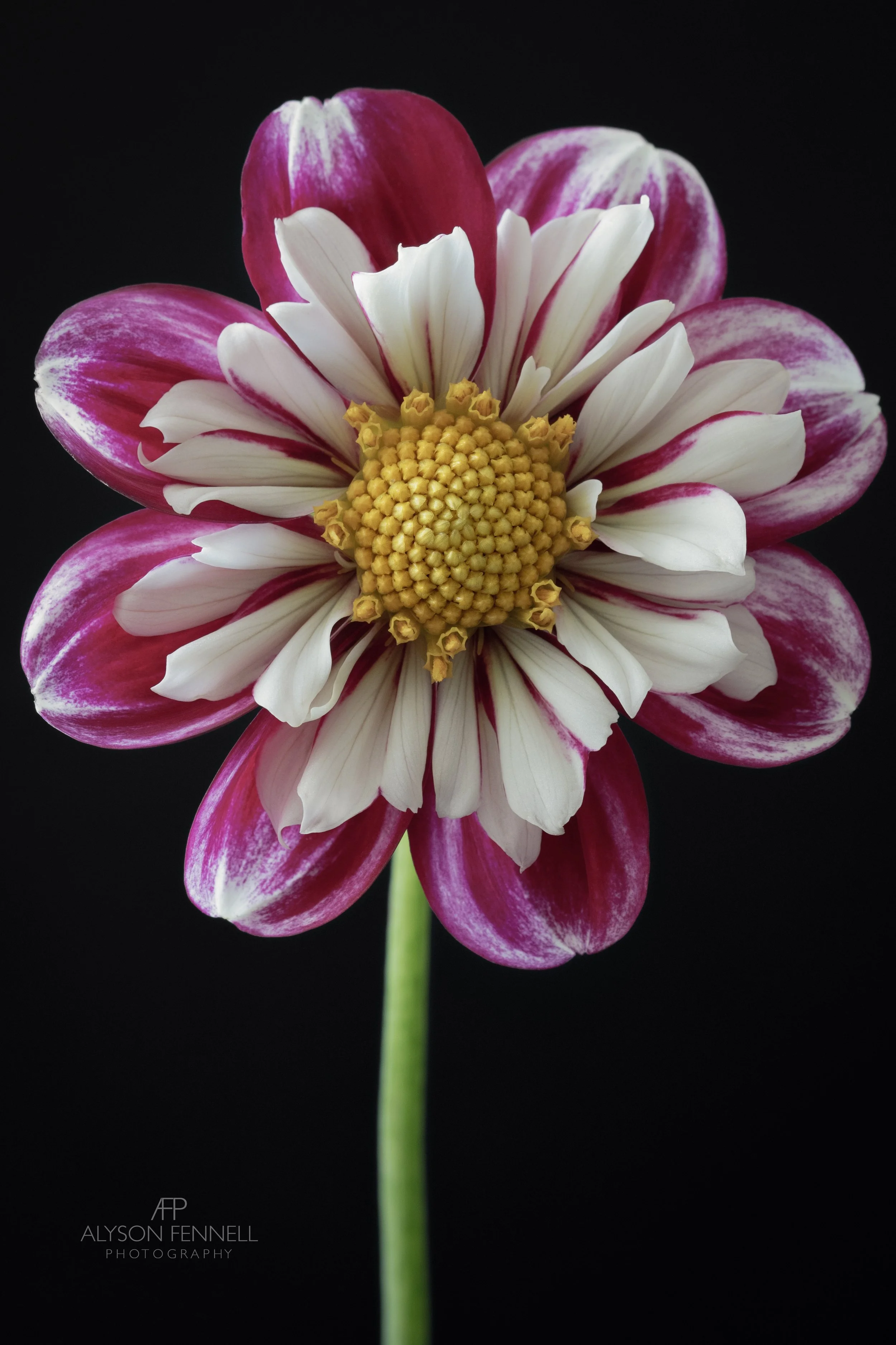 Bumble Rumble Dahlia web.jpg