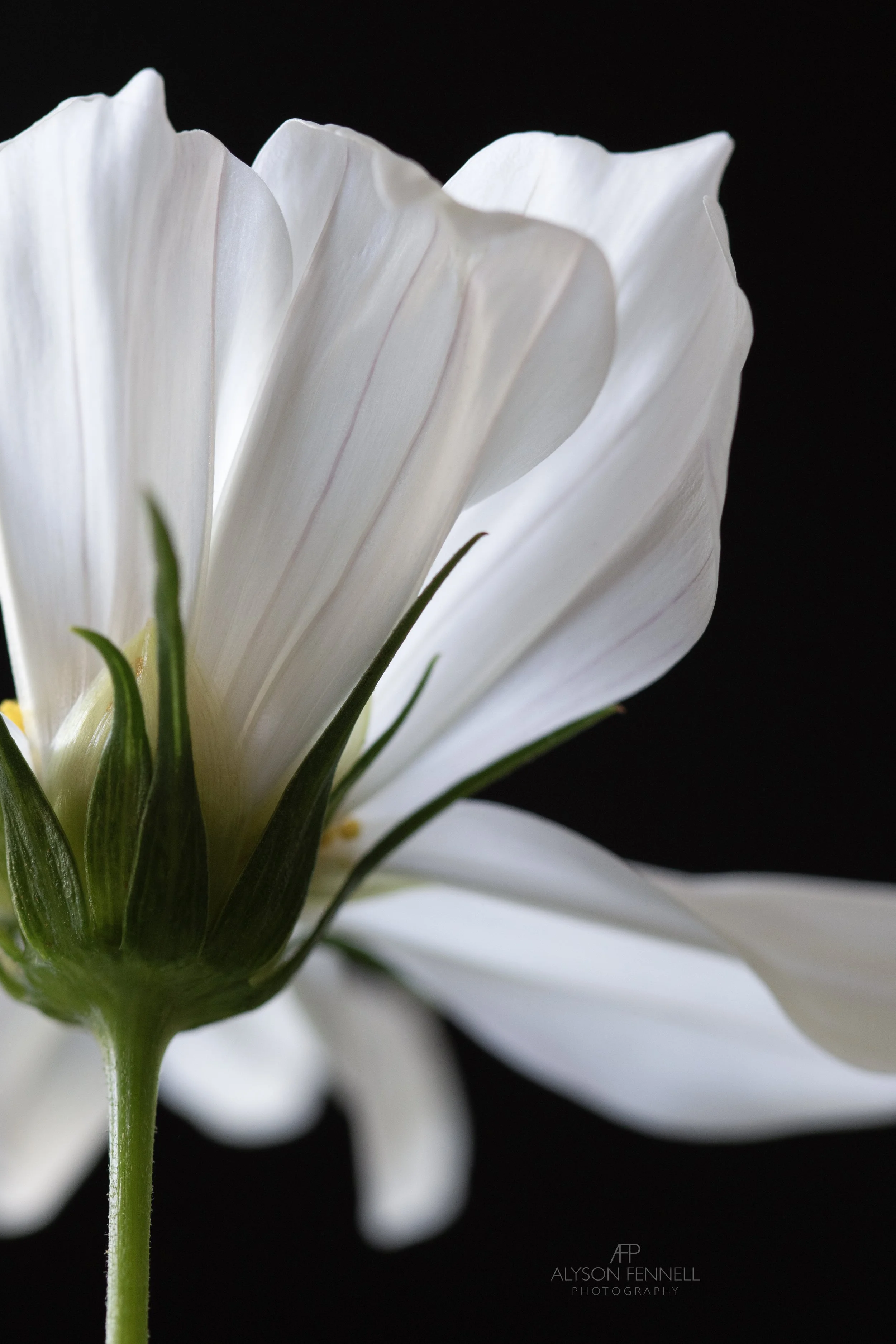 White Cosmos Flower