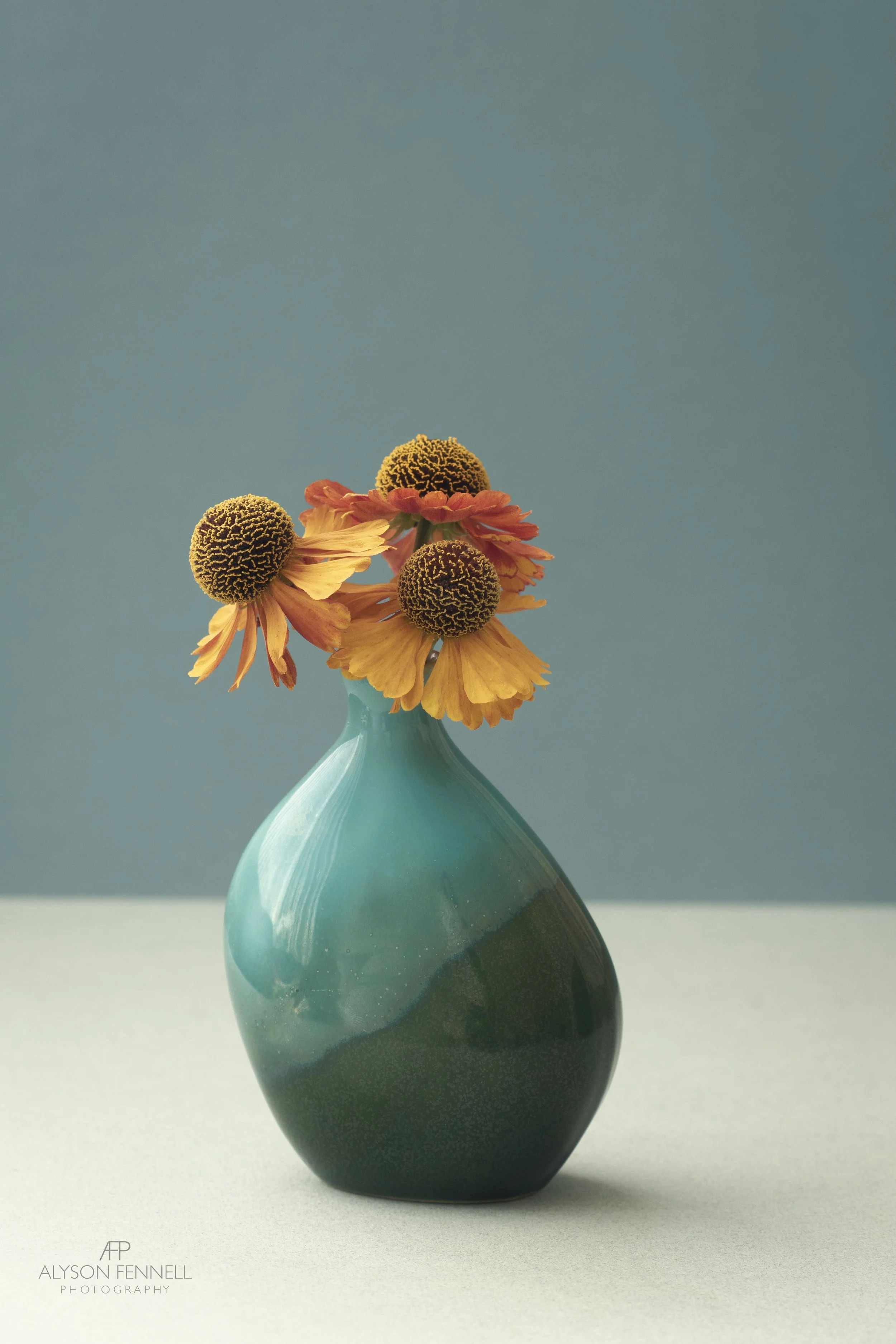 Hellenium Still Life web.jpg