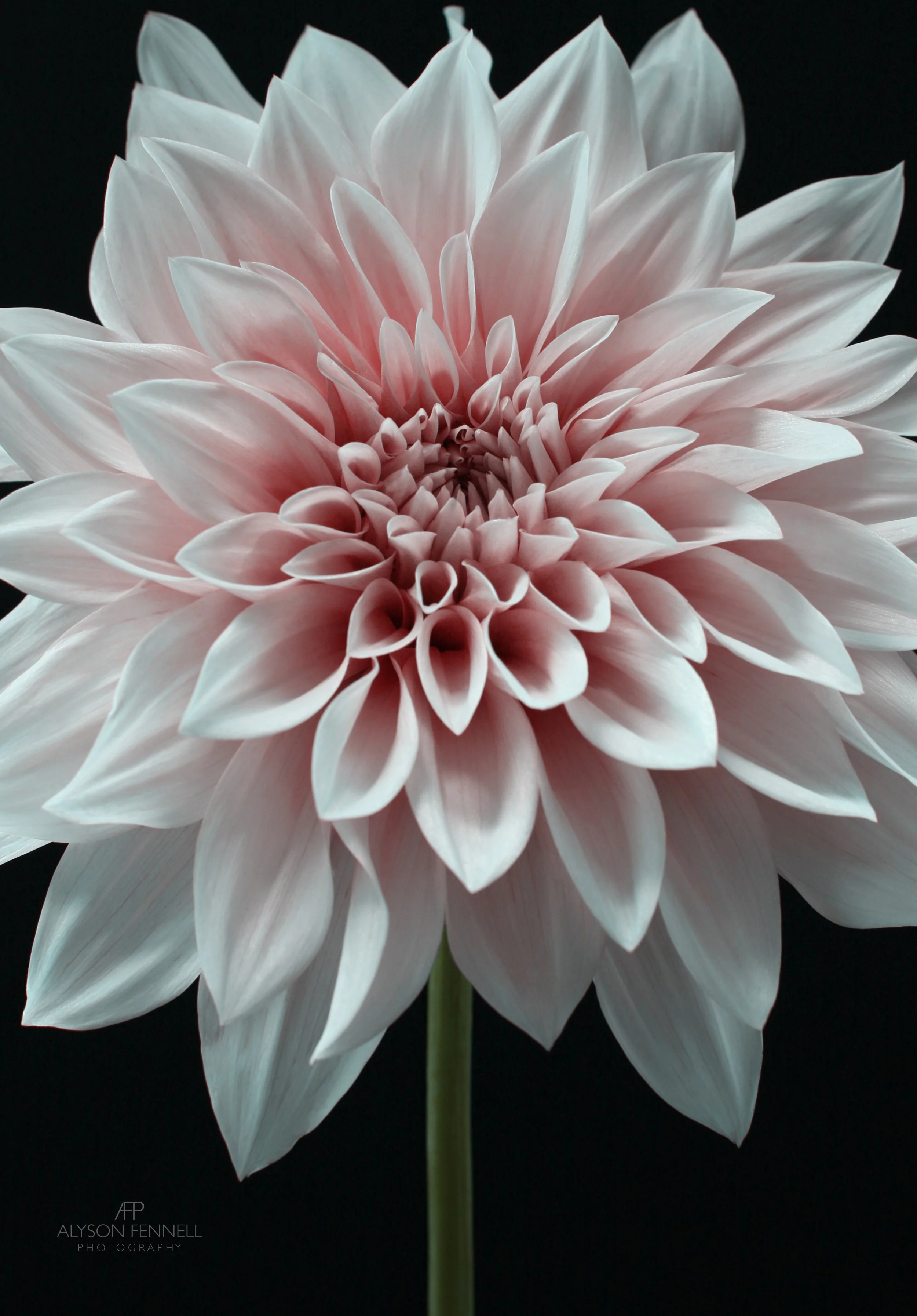Cafe au lait dahlia
