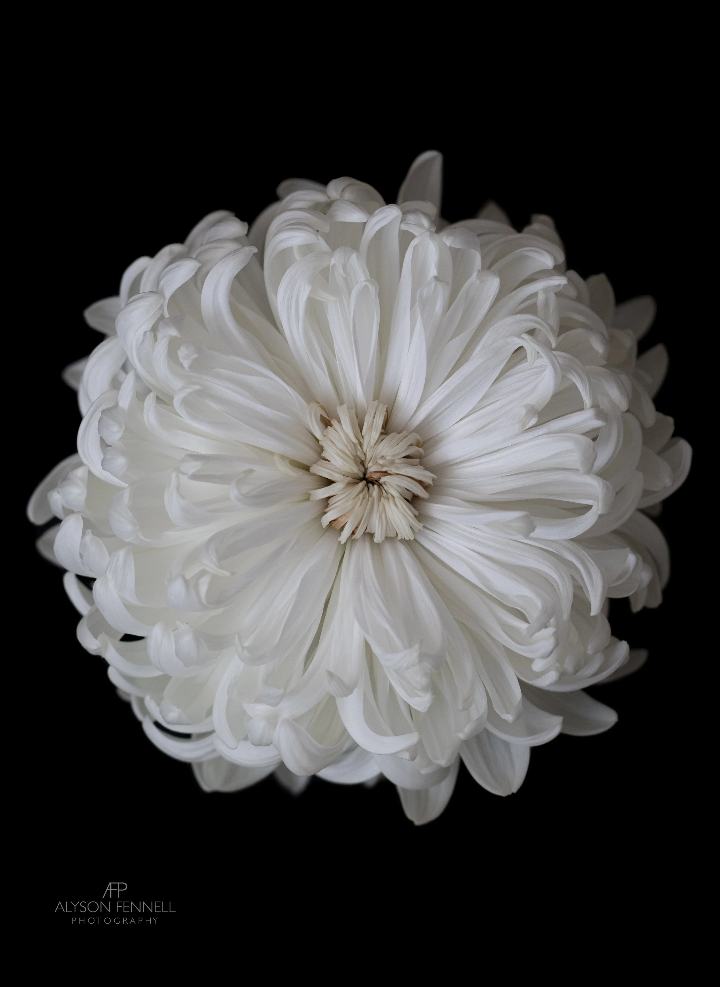  White Chrysanthemum Flower