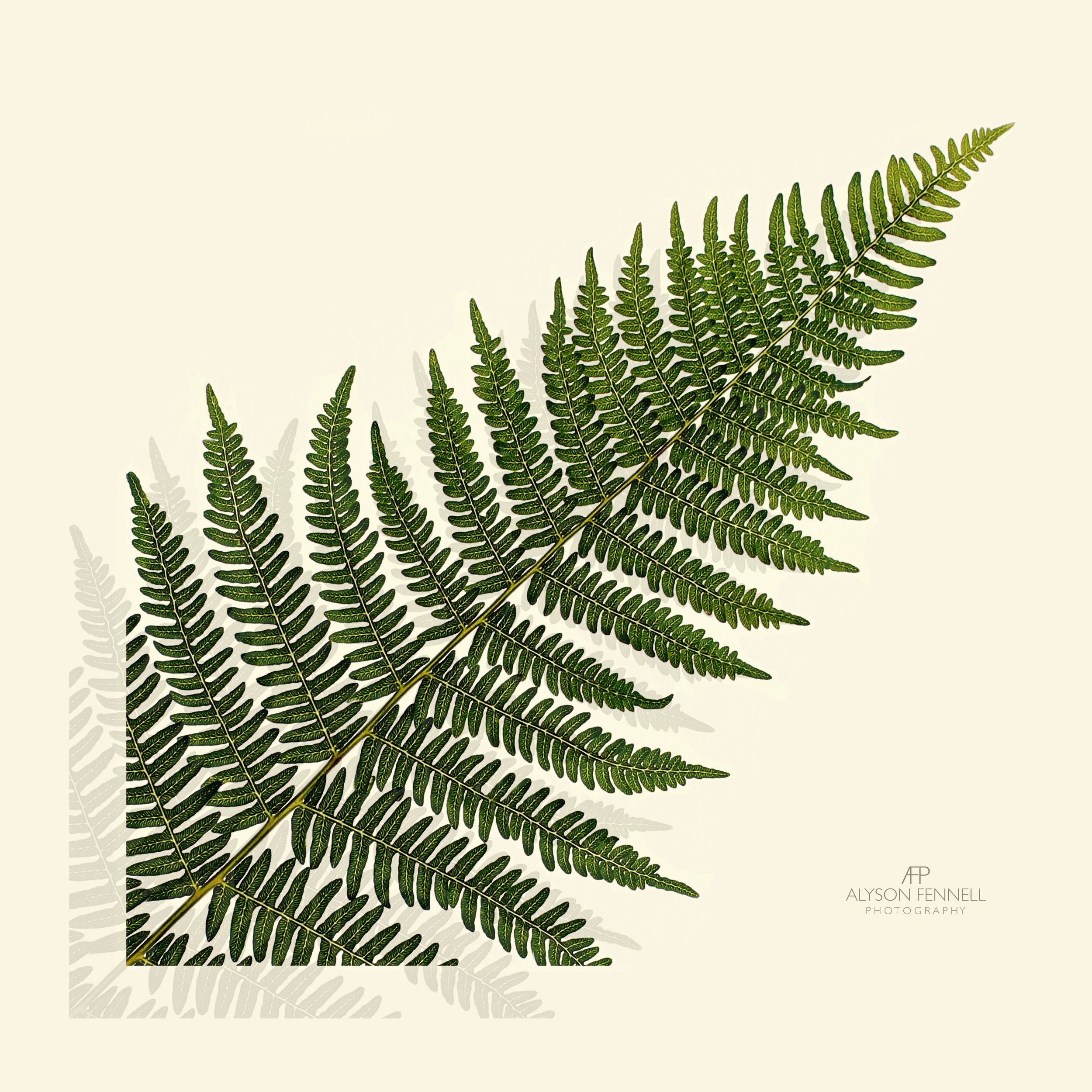 Fern and Shadow