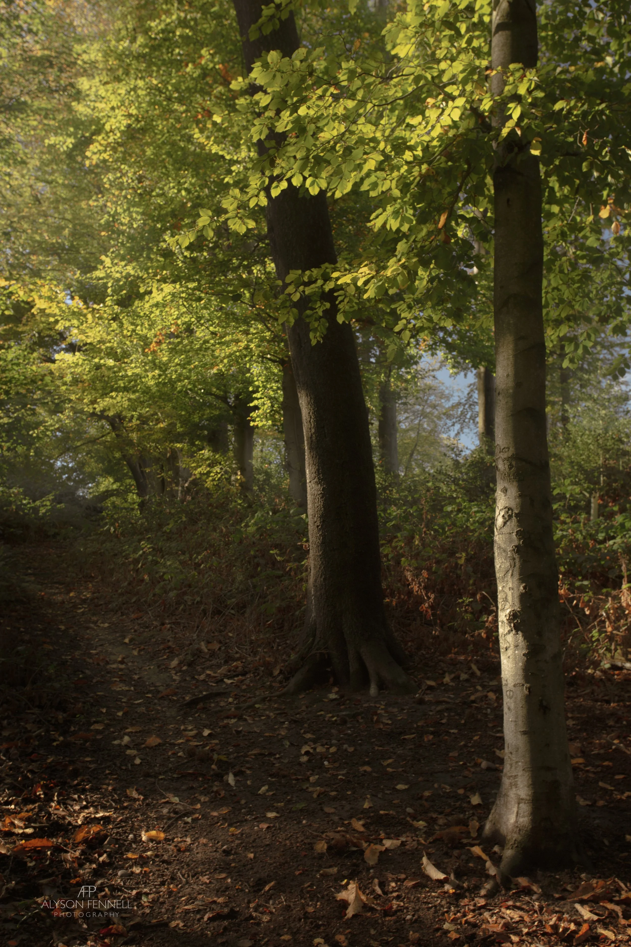 Autumn Beech Trees