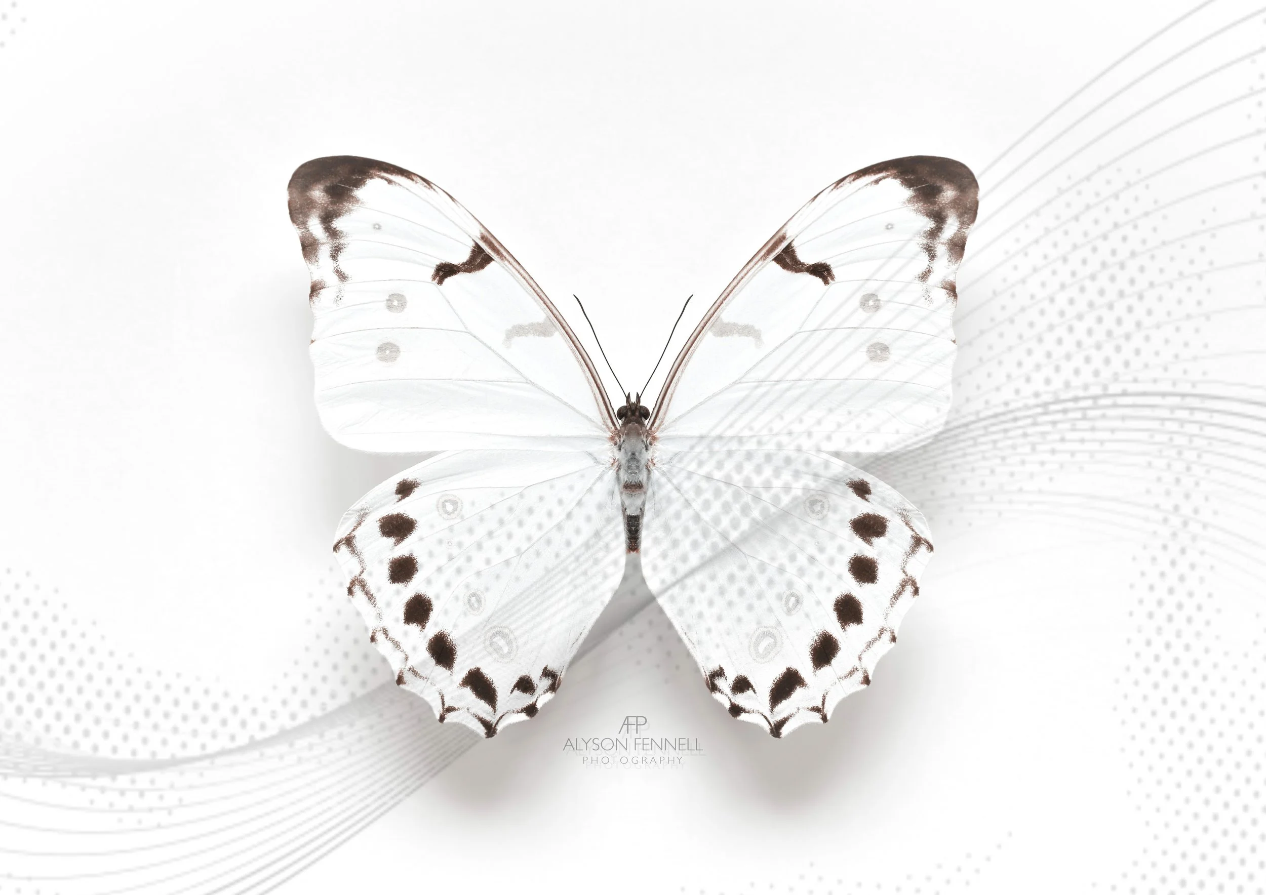 White Morpho Butterfly Swirl web 2.jpg
