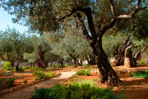 Mount of Olives
