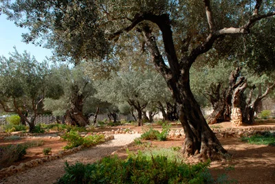Mount of Olives