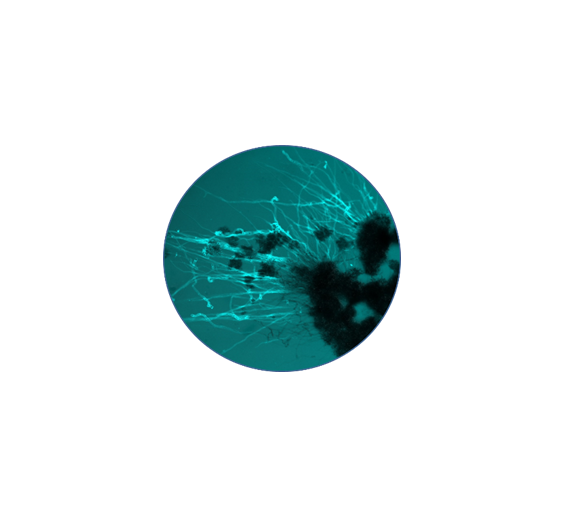 Fungi.png