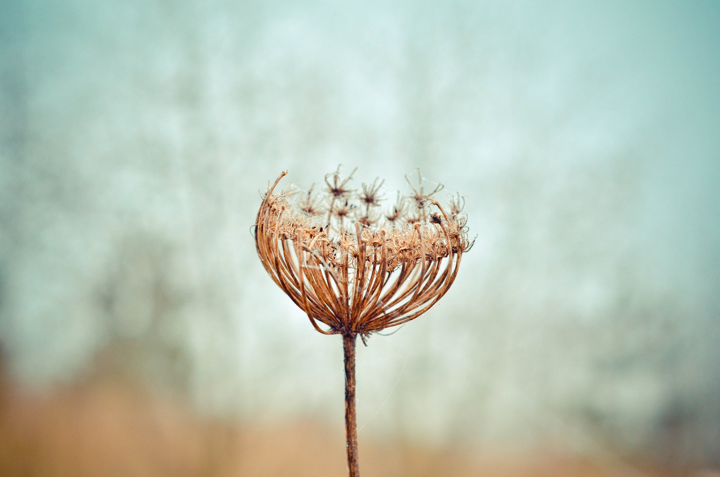 Glyphosate and Leaky Gut: What You Need to Know