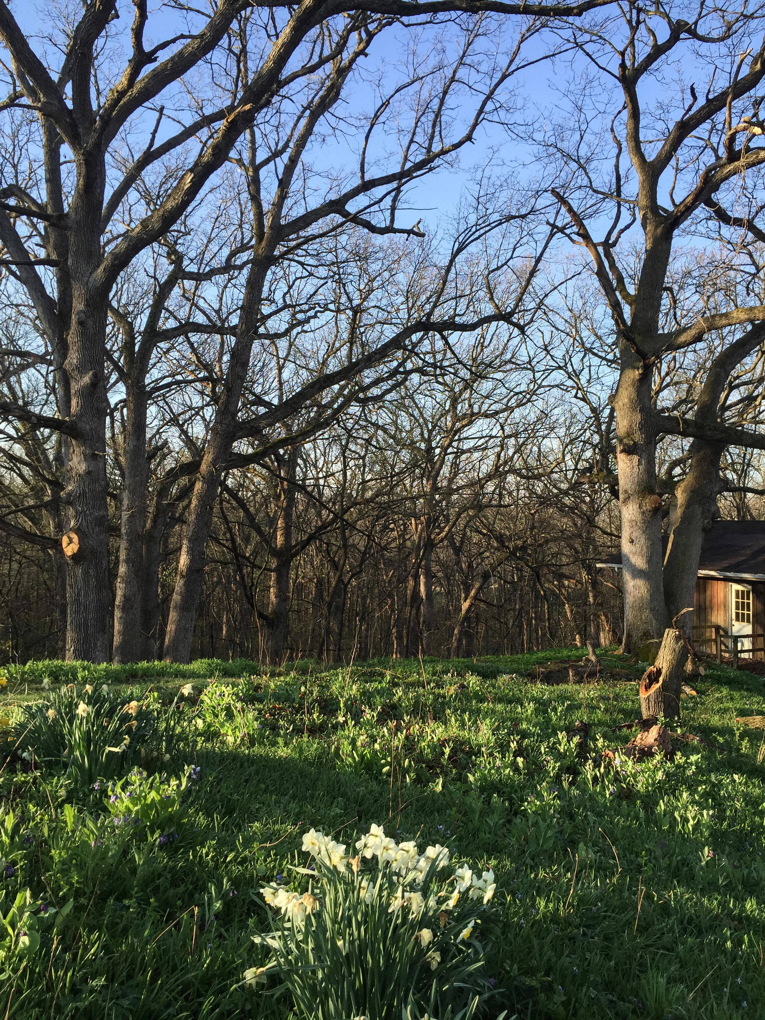 spring oak shack2.jpg